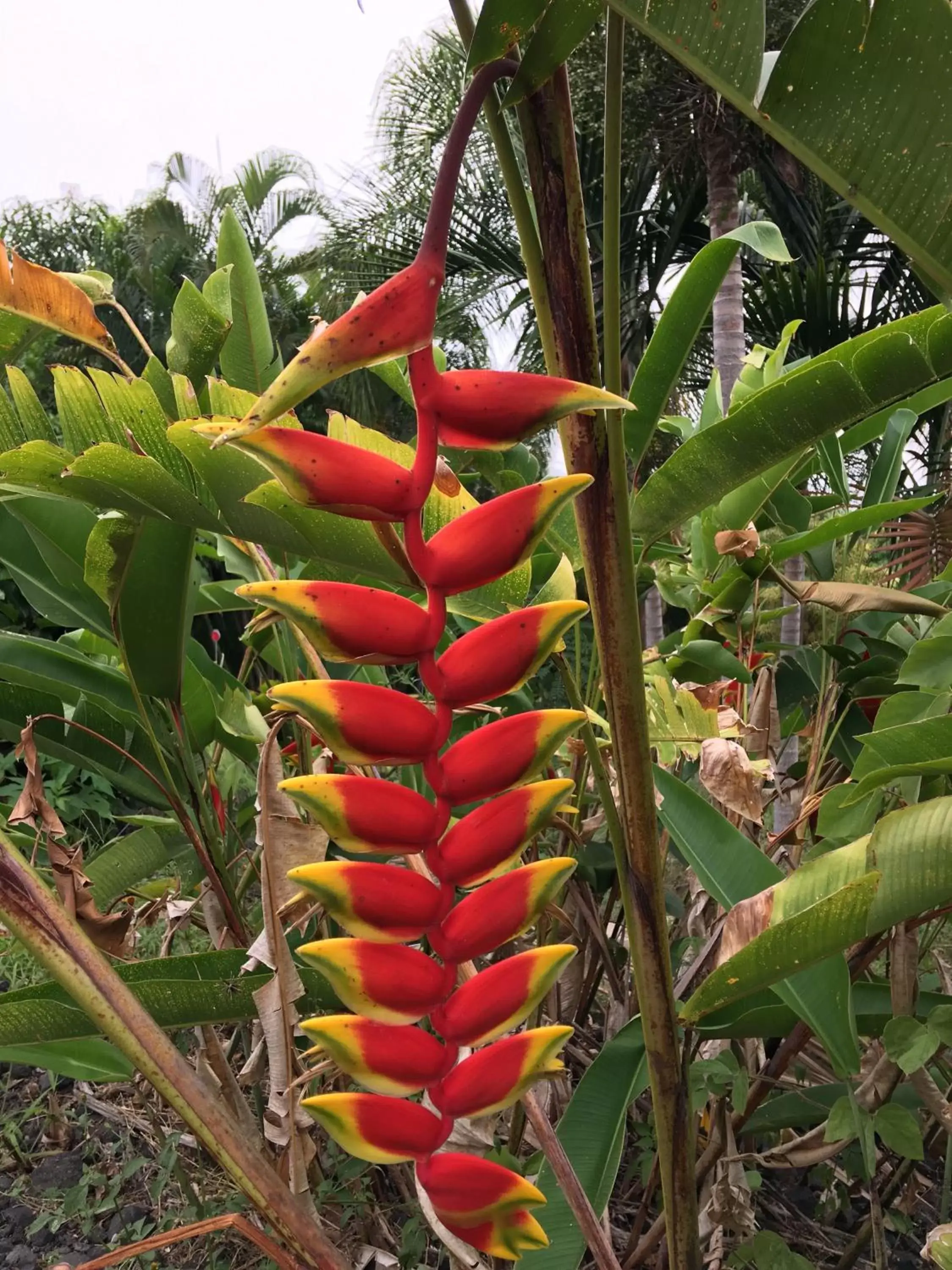 Garden in Kona Bayview Inn