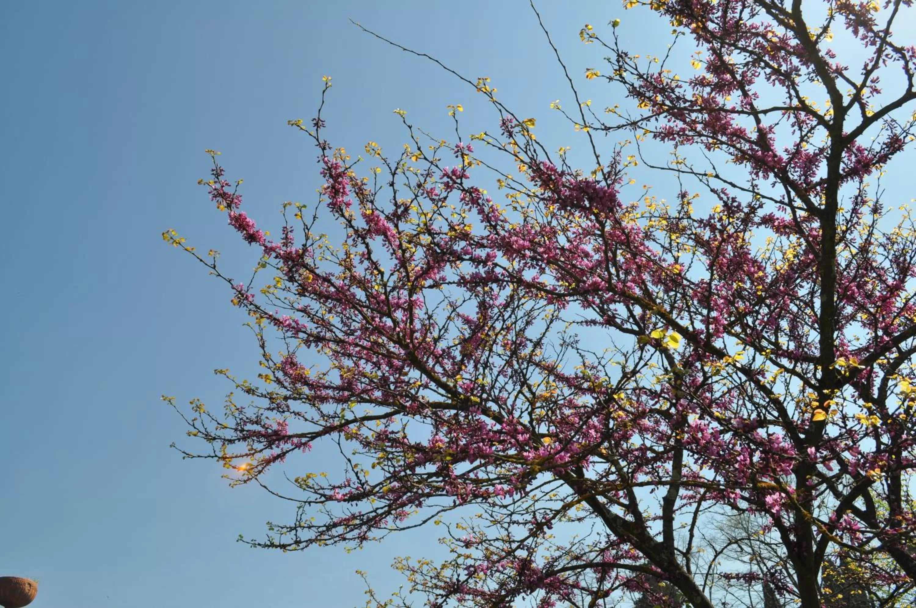 Garden in Armonie di Villa Incontri B&B