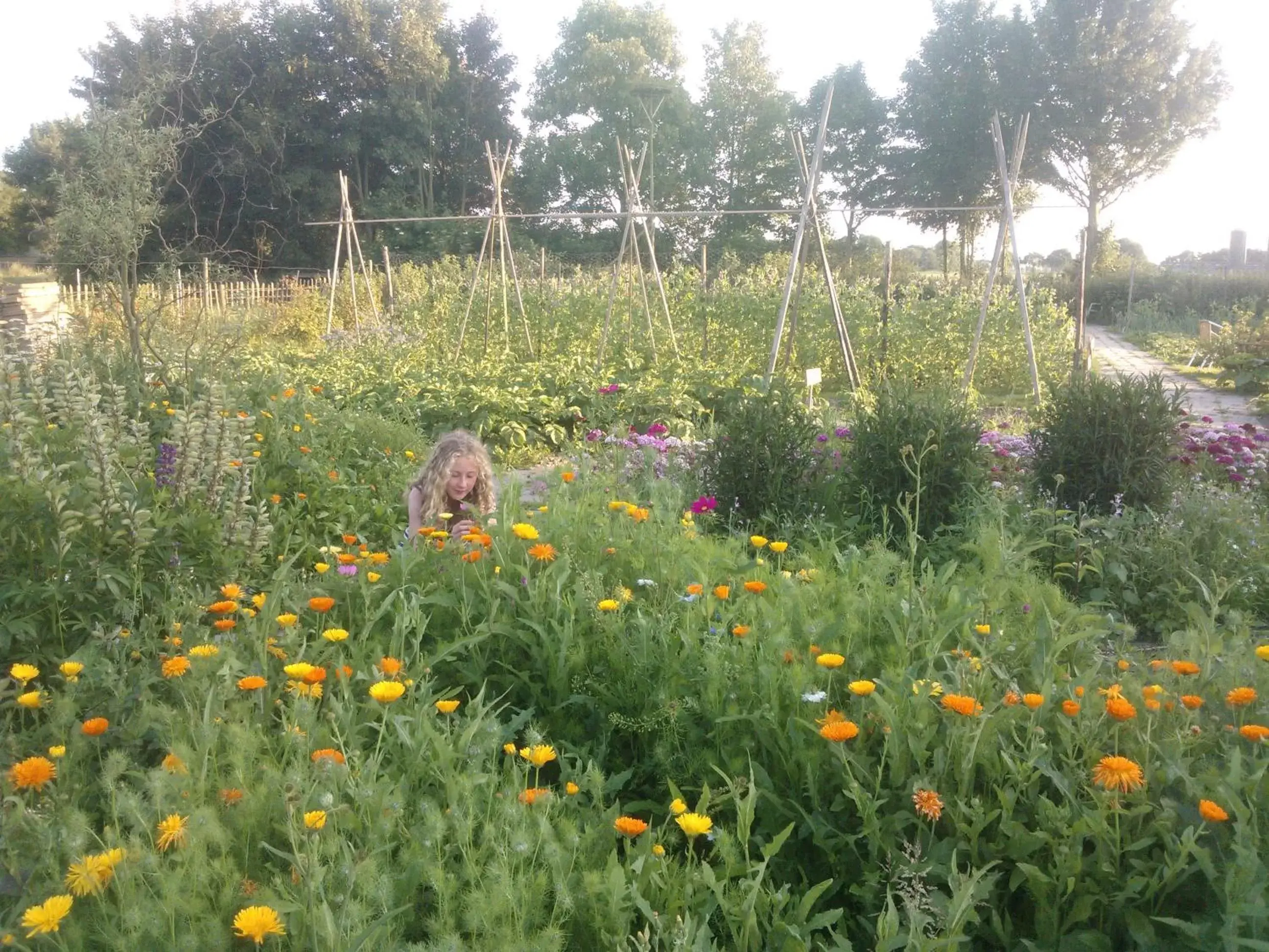 Garden in De Sternhof