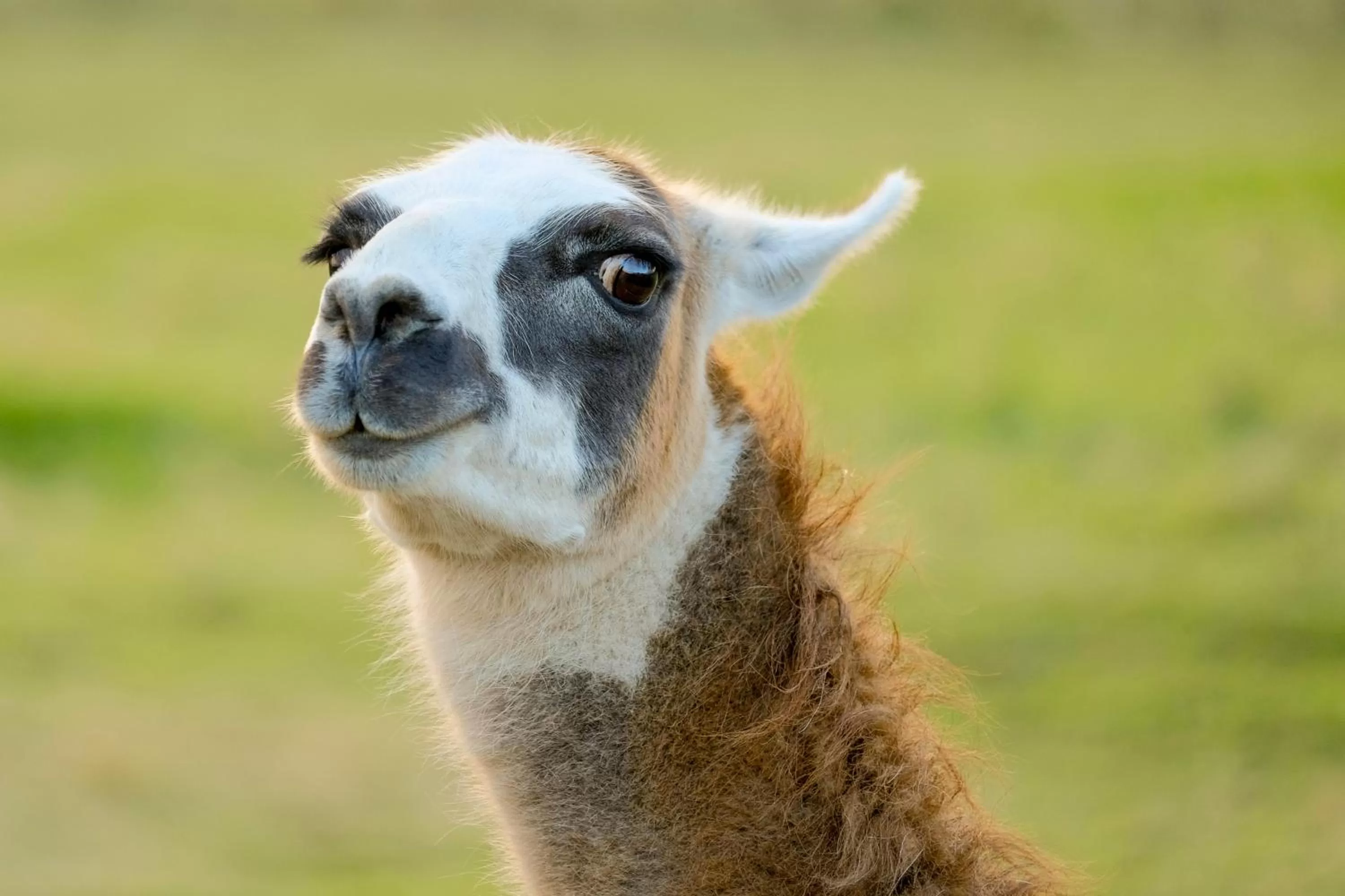 Animals in The Saracens Head