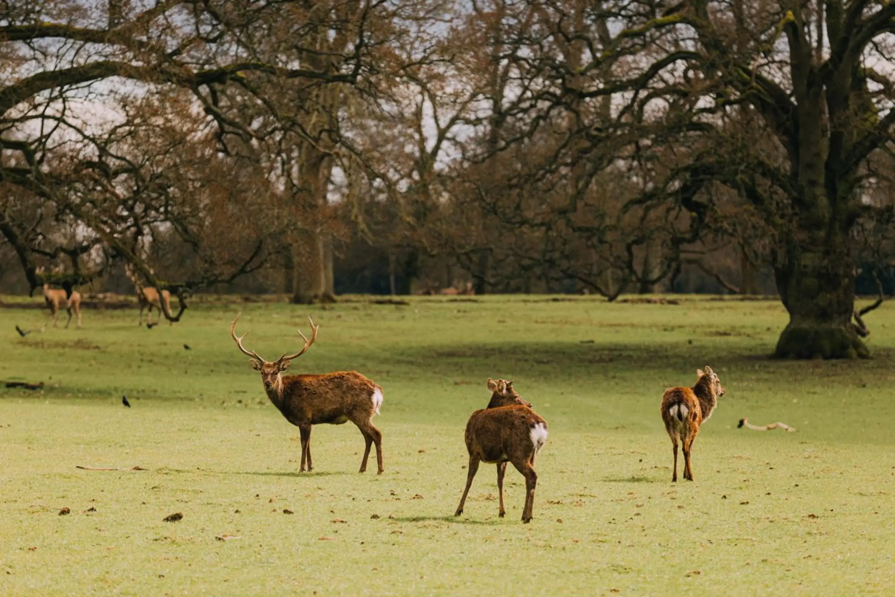 Nearby landmark, Other Animals in The Woburn