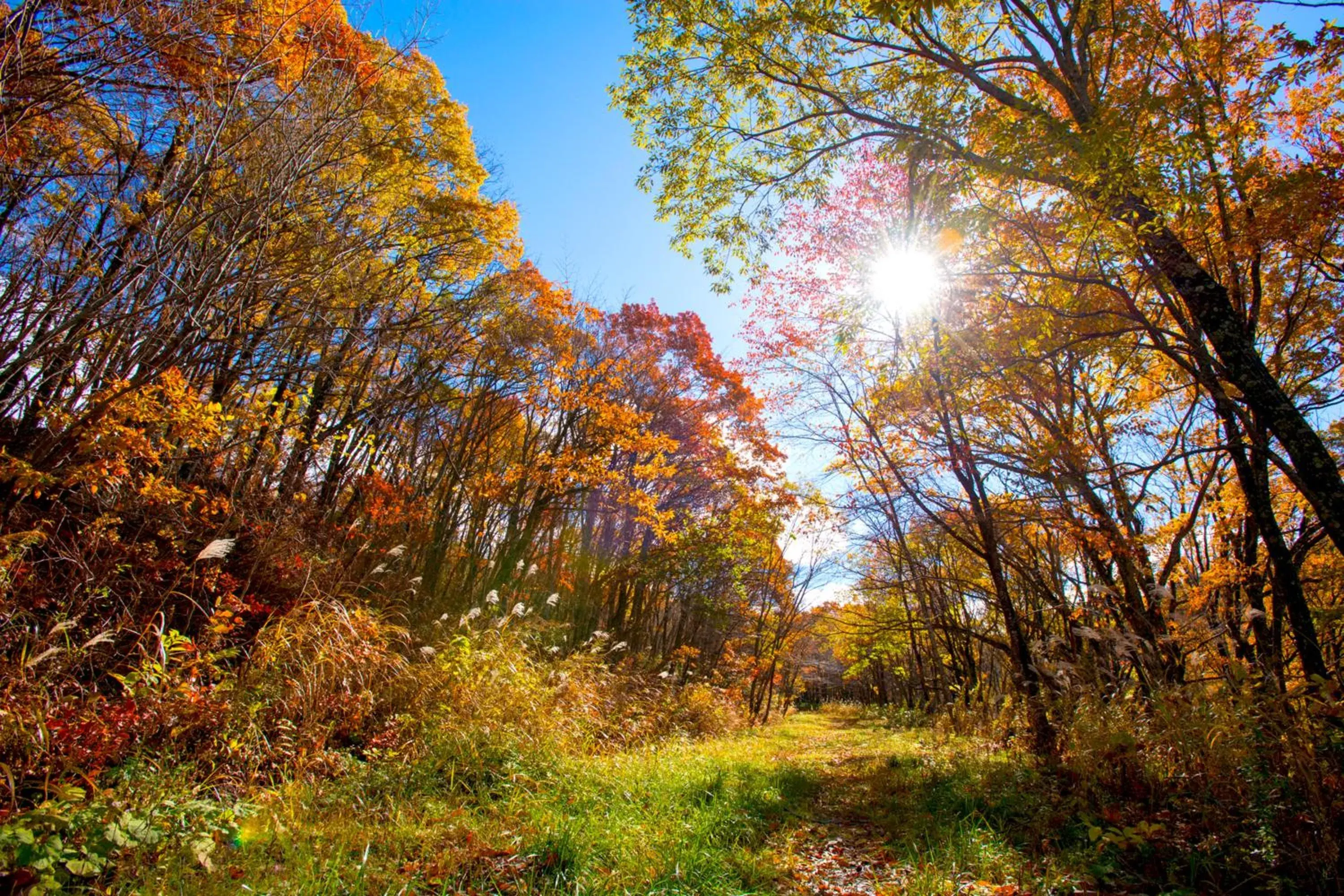 Natural landscape in Hotel Ryu Resort and Spa