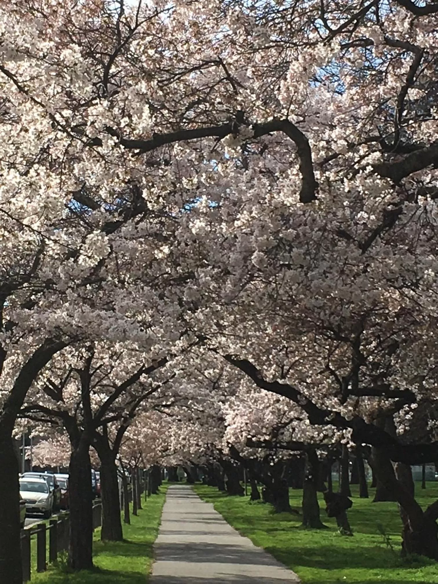Natural landscape in Cranford Oak Motel