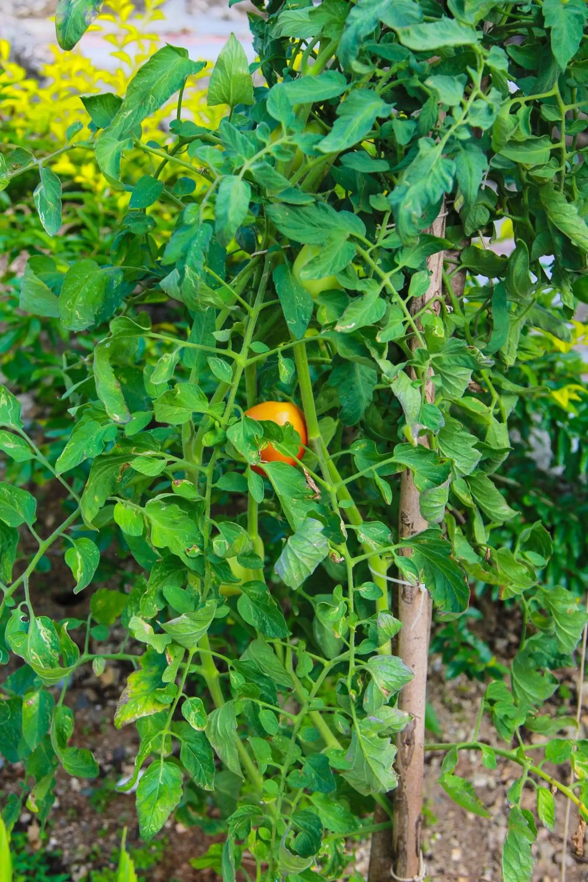 Garden, Other Animals in Zion Country