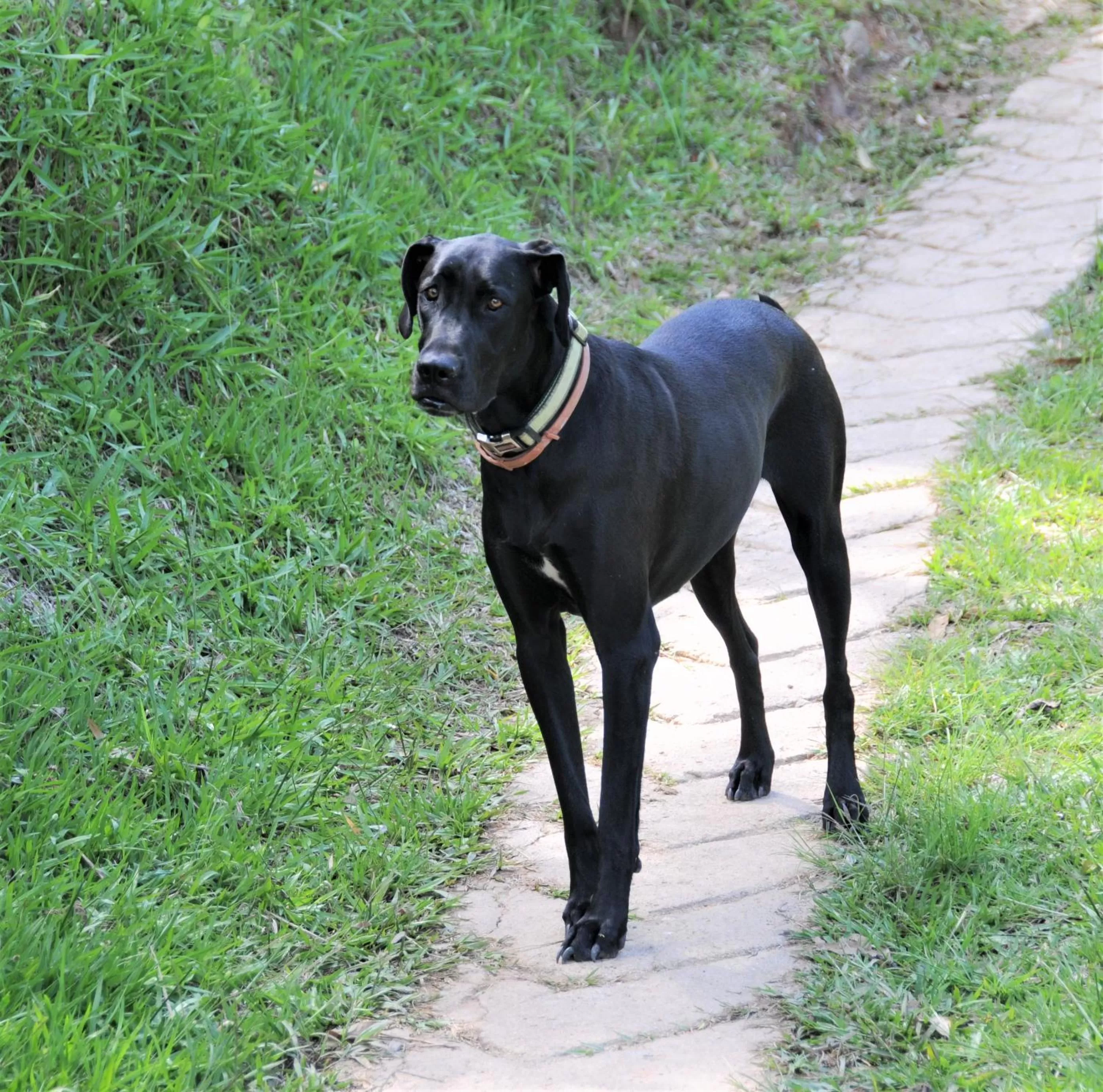 Pets in Casa finca típica the lake hotel