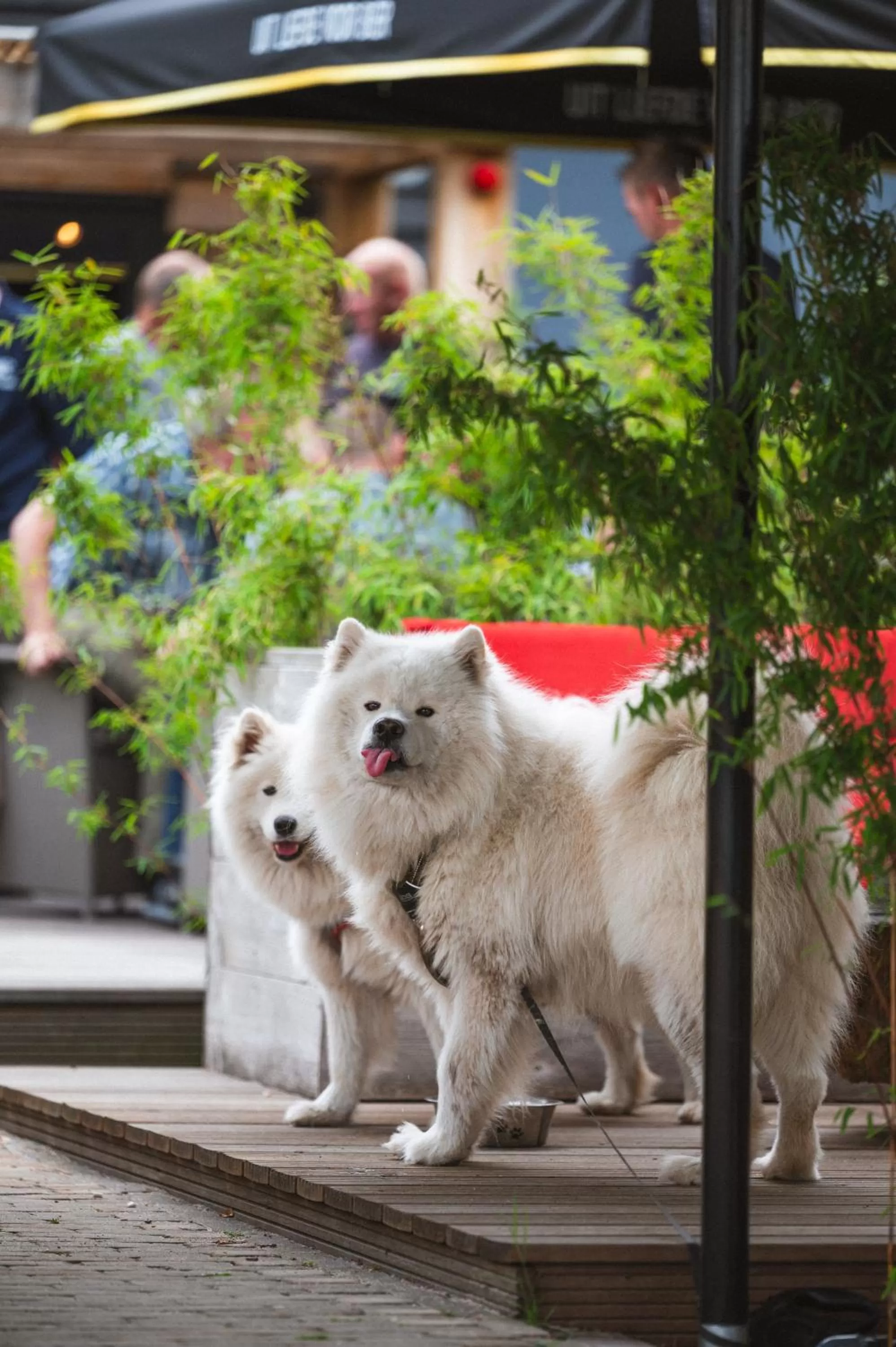 Hotel Restaurant D'n Dries