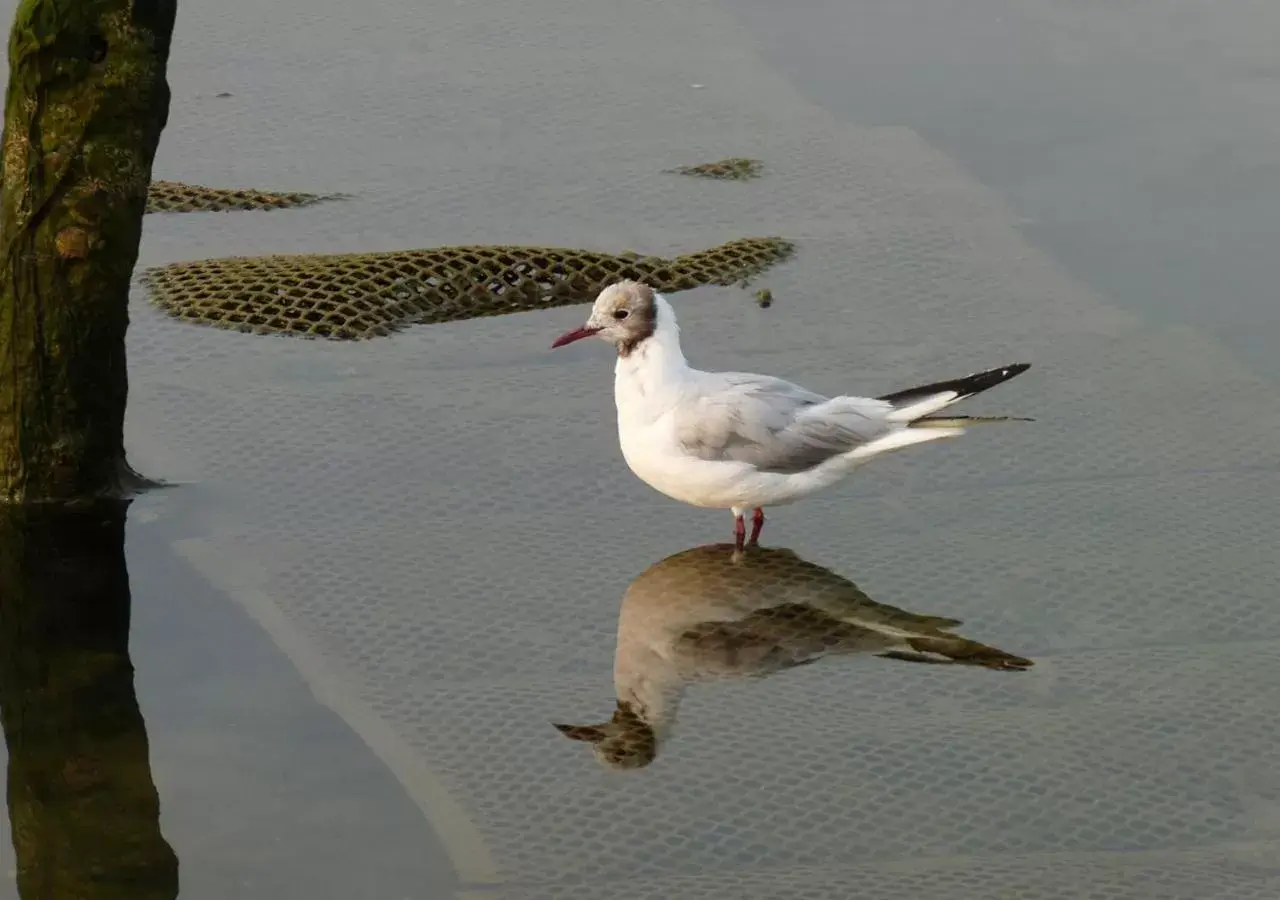 Other Animals in Les Flots Bleus