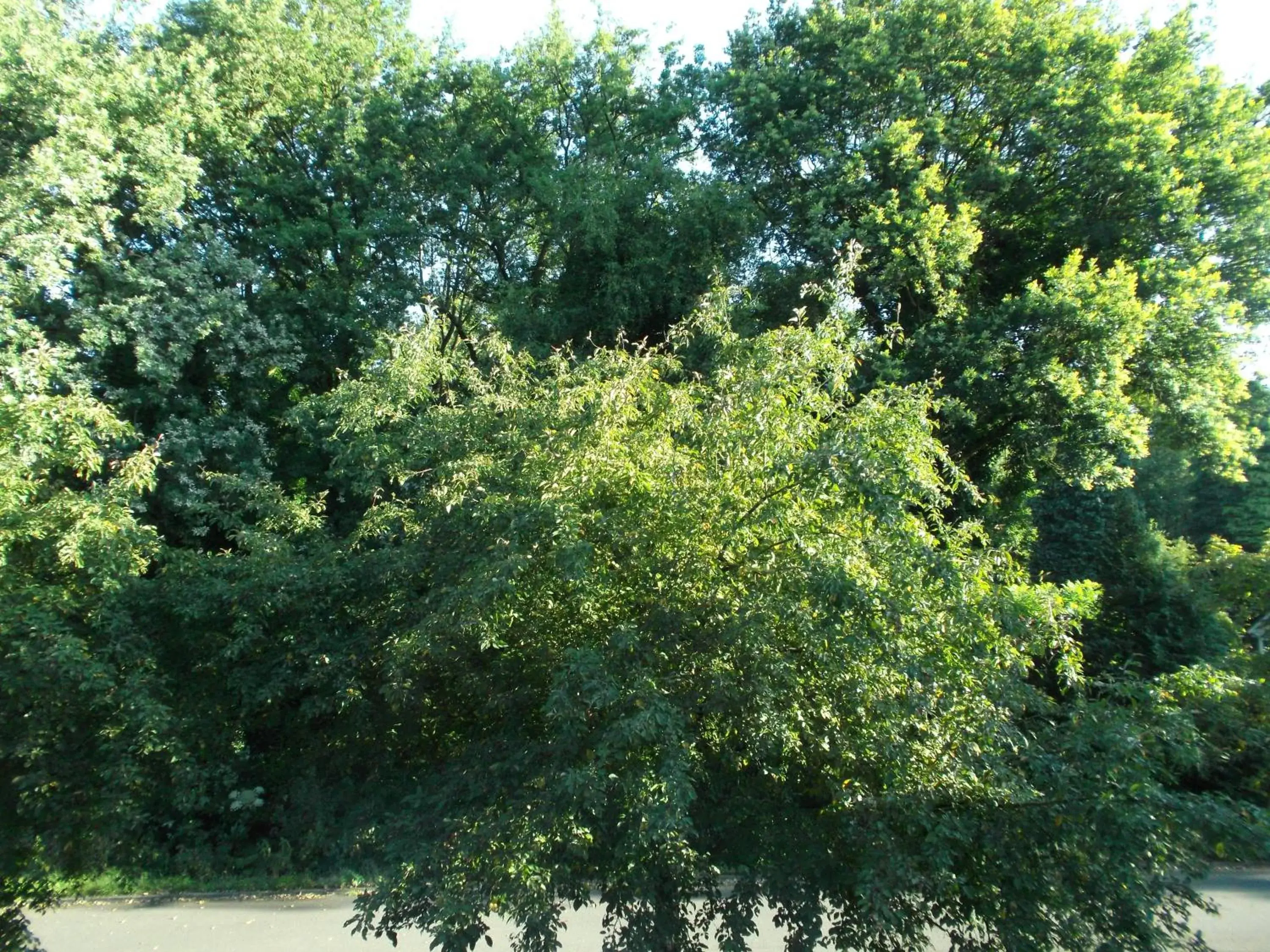 View (from property/room), Garden in B & B Waalre