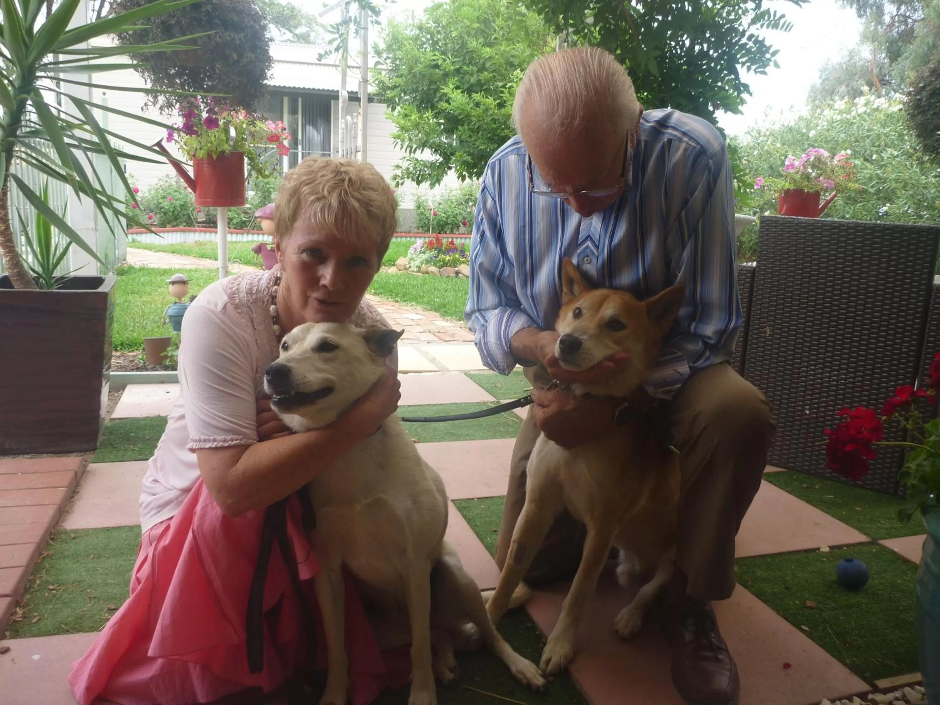 Animals in Must Love Dogs B&B & Self Contained Cottage