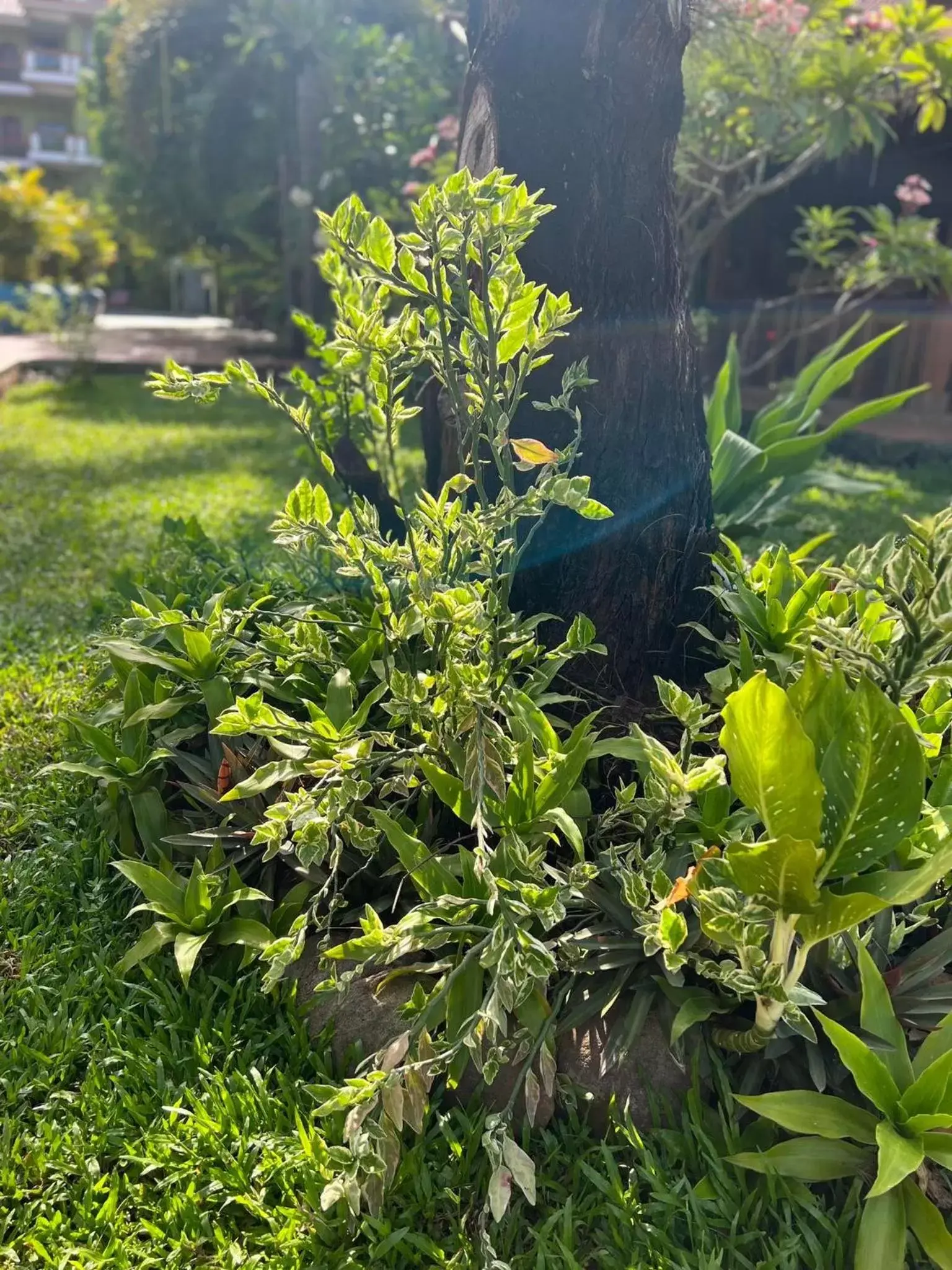 Natural landscape, Garden in The Moon Kampot Boutique