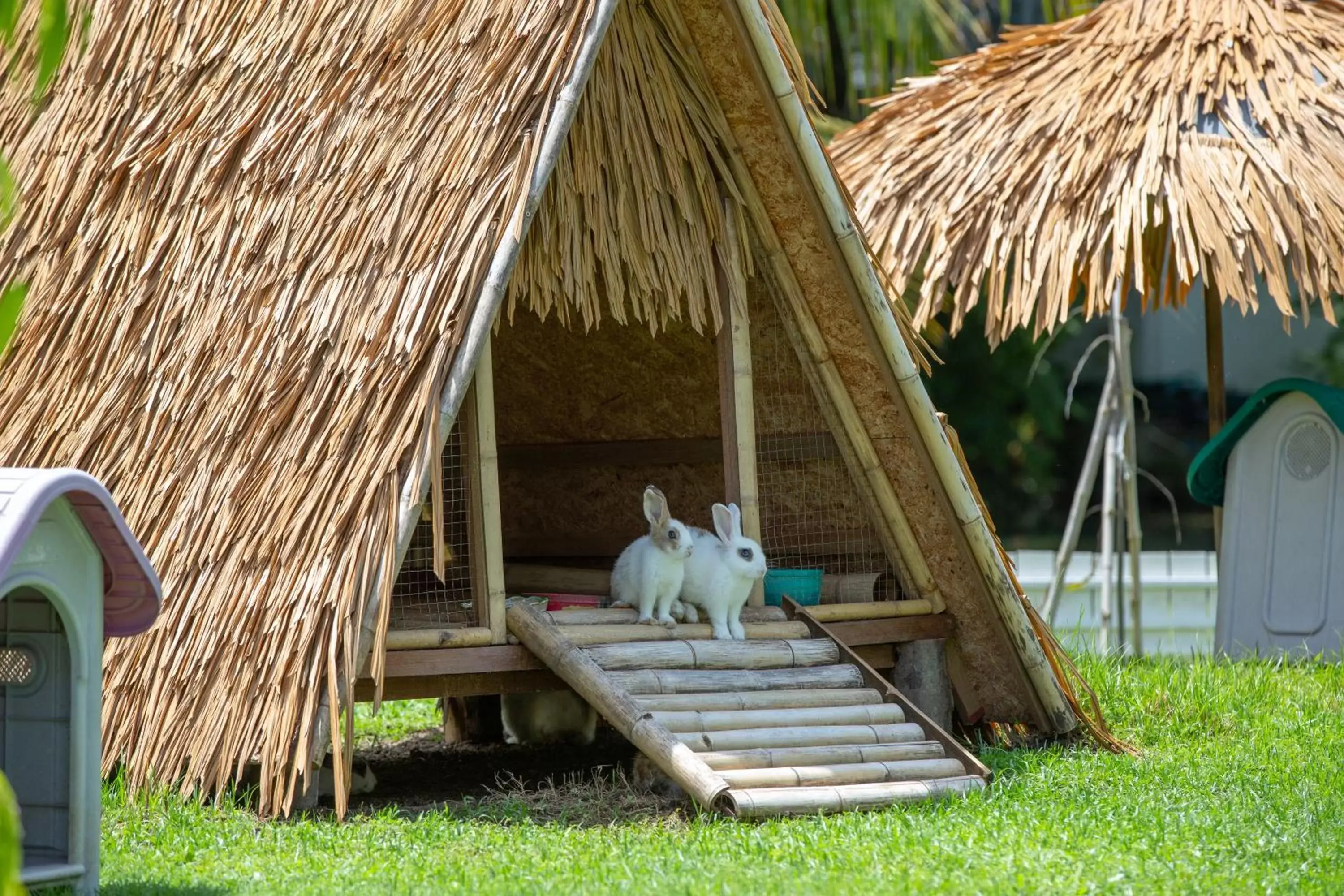 Natural landscape in Khaolak Emerald Surf Beach Resort and Spa - SHA Extra Plus