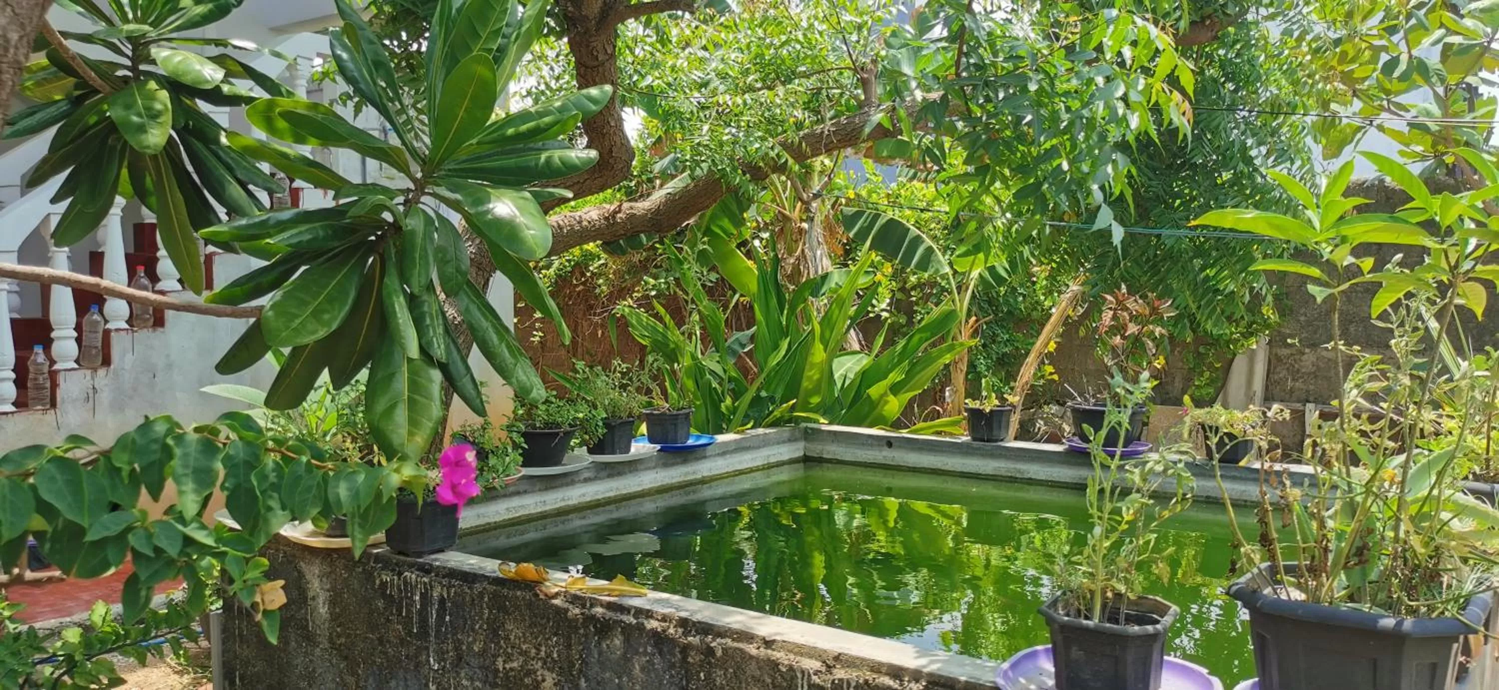 Garden, Swimming Pool in Blackstar Inn