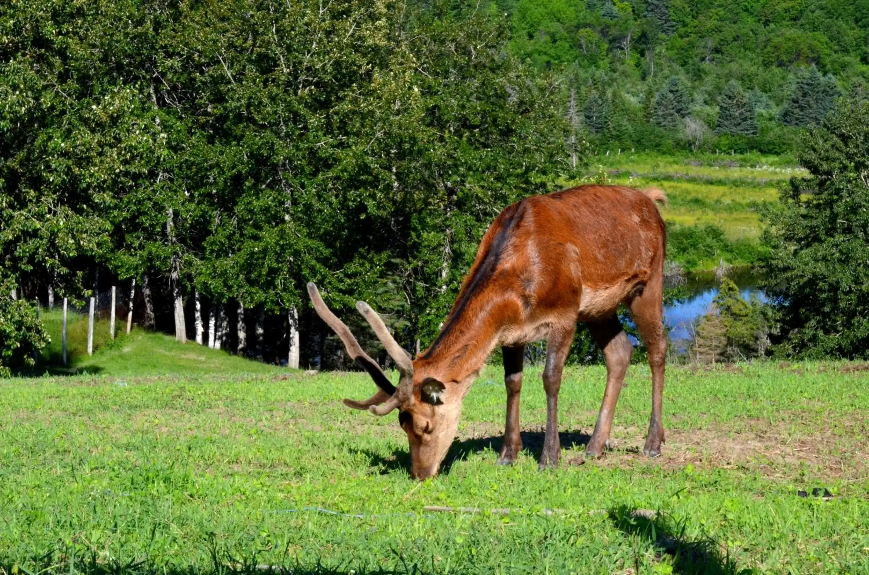 Activities, Other Animals in Centre de Vacances 5 Étoiles Family Resort