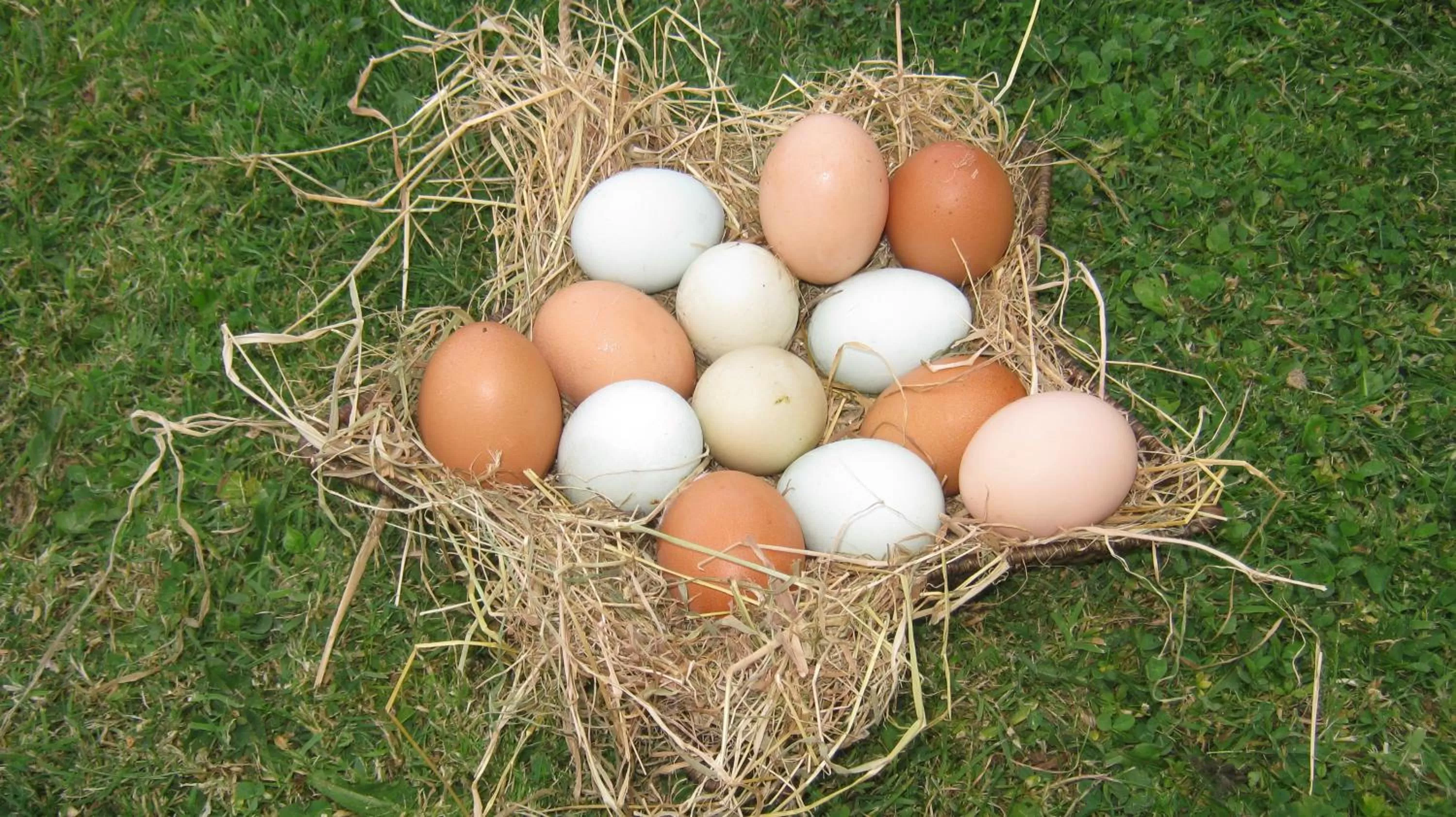 Food and drinks in Hollamoor Farm