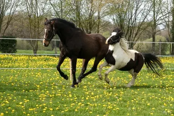 Pets, Other Animals in Chambres d'hôtes Mauvierges