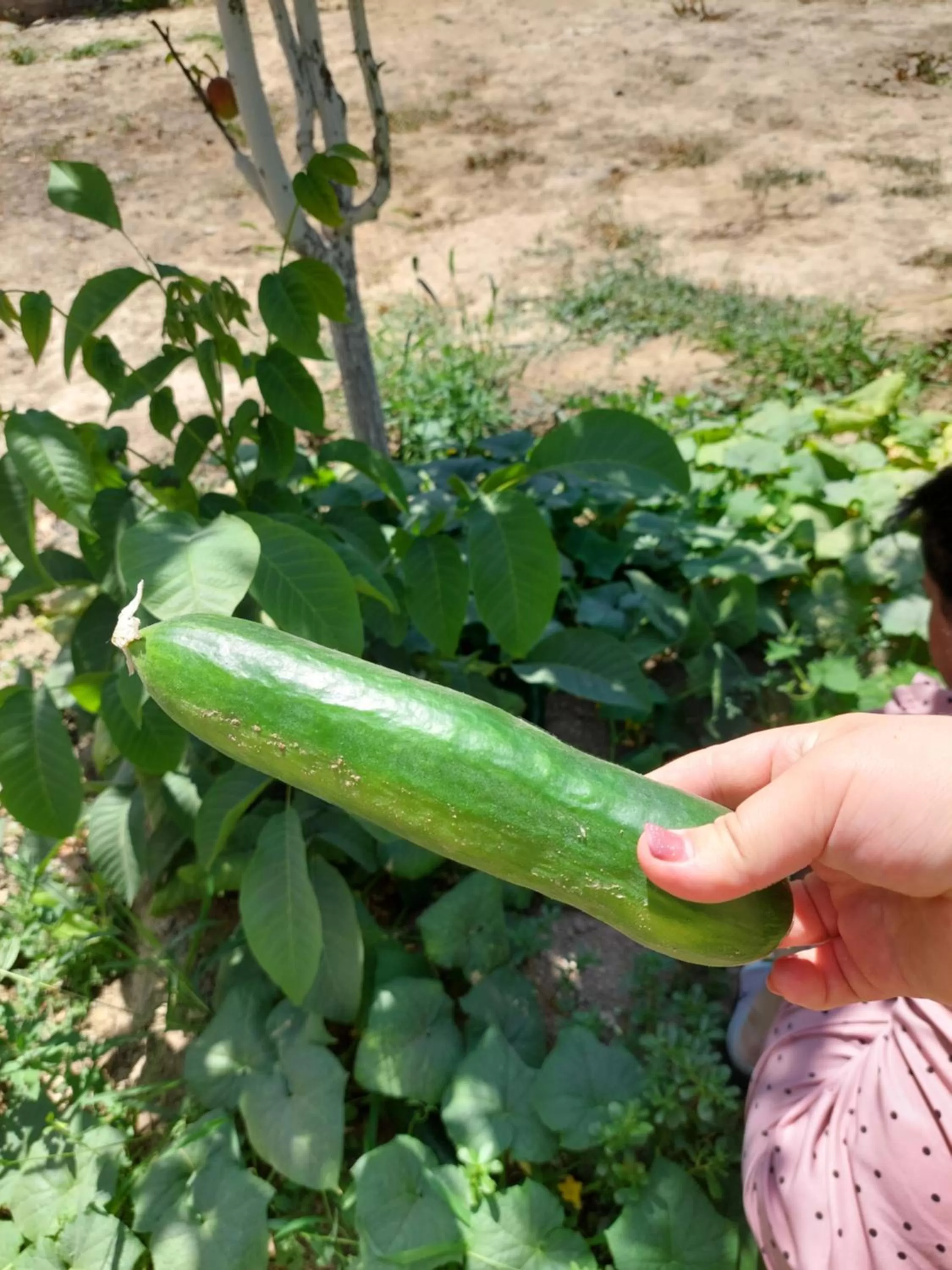 Garden in Samarabonu Hotel