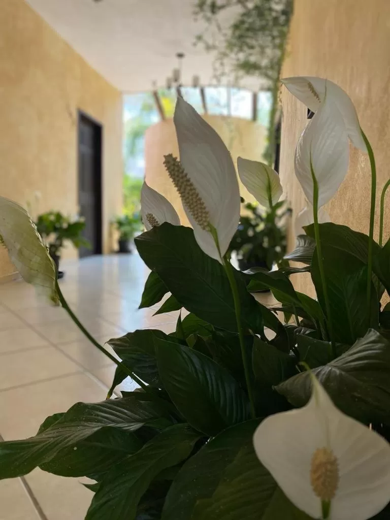 Hotel Camino Surreal Xilitla