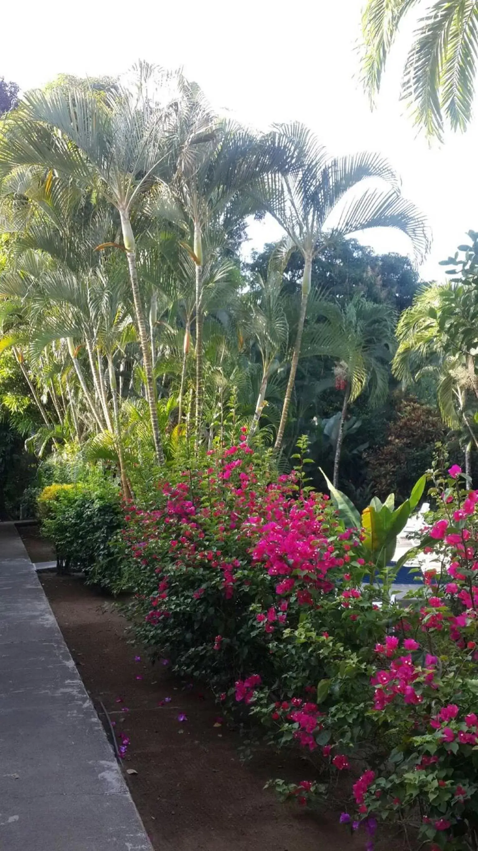 Area and facilities, Garden in Hotel El Paraiso Escondido - Costa Rica