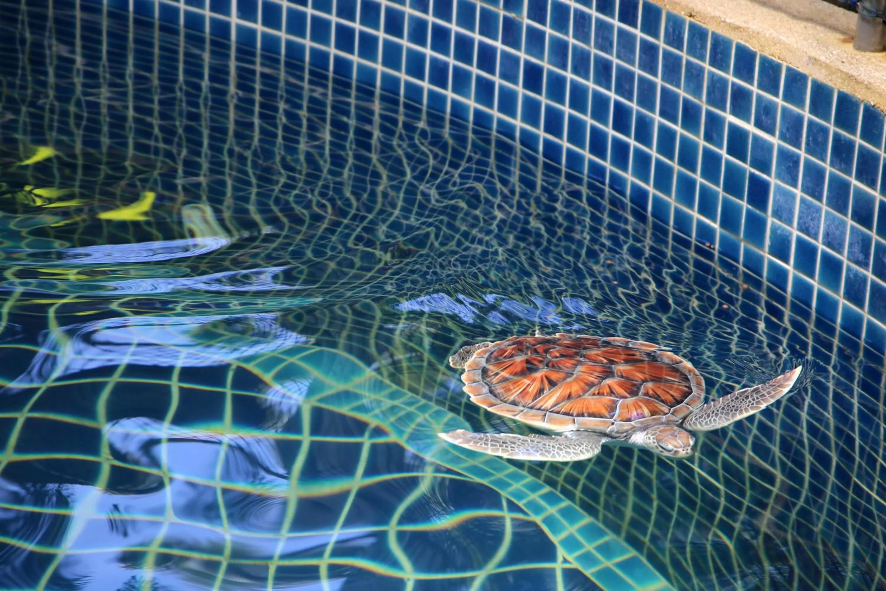 Activities in JW Marriott Phuket Resort and Spa