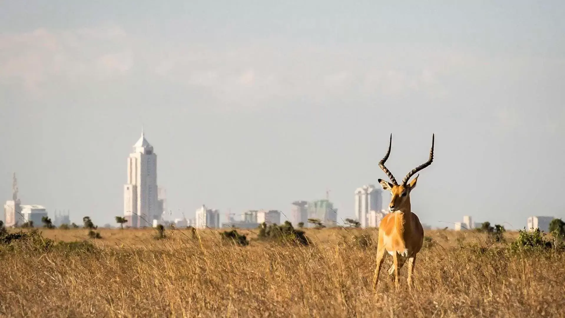 Animals, Other Animals in Villa Rosa Kempinski