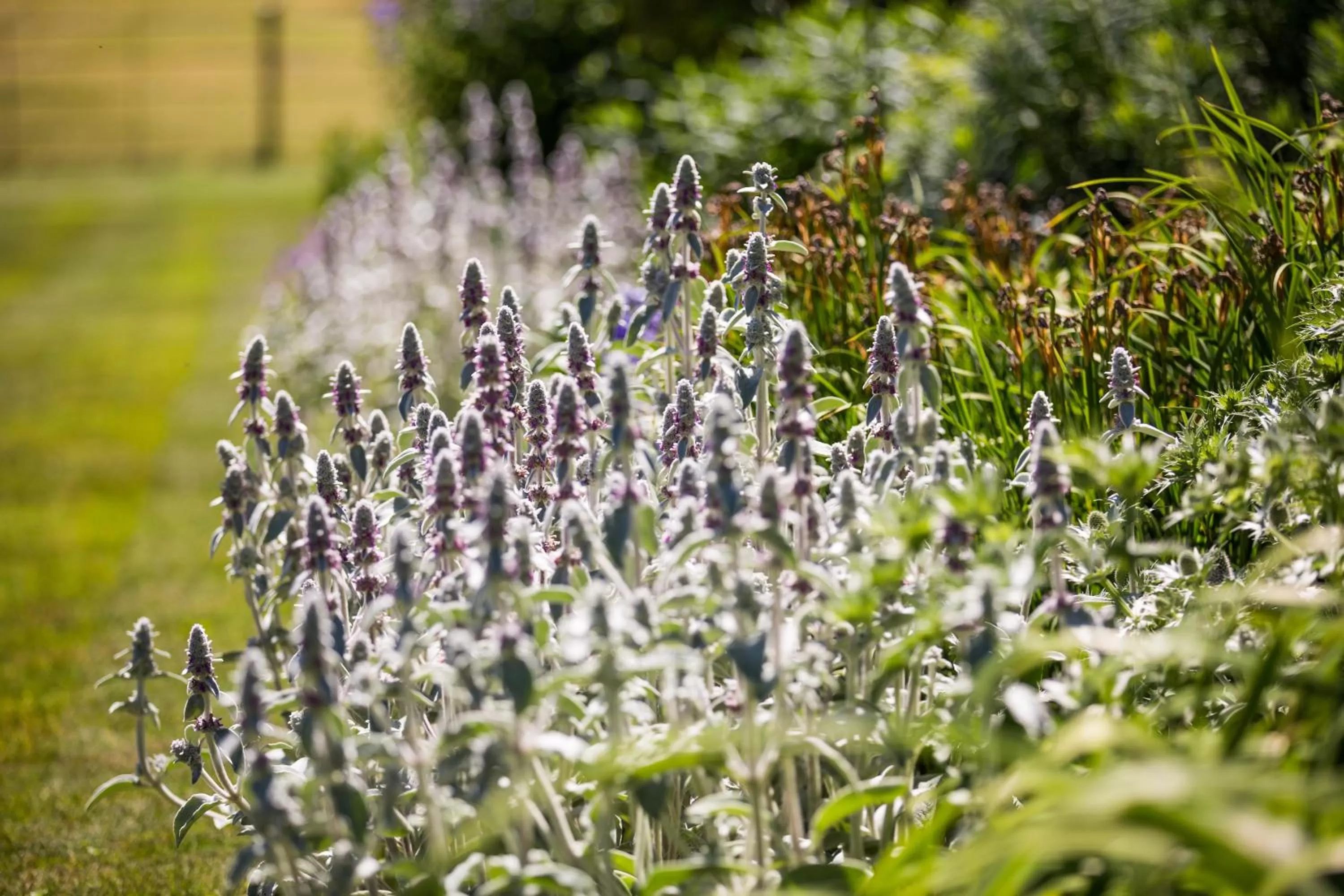 Garden in Goldsborough Hall
