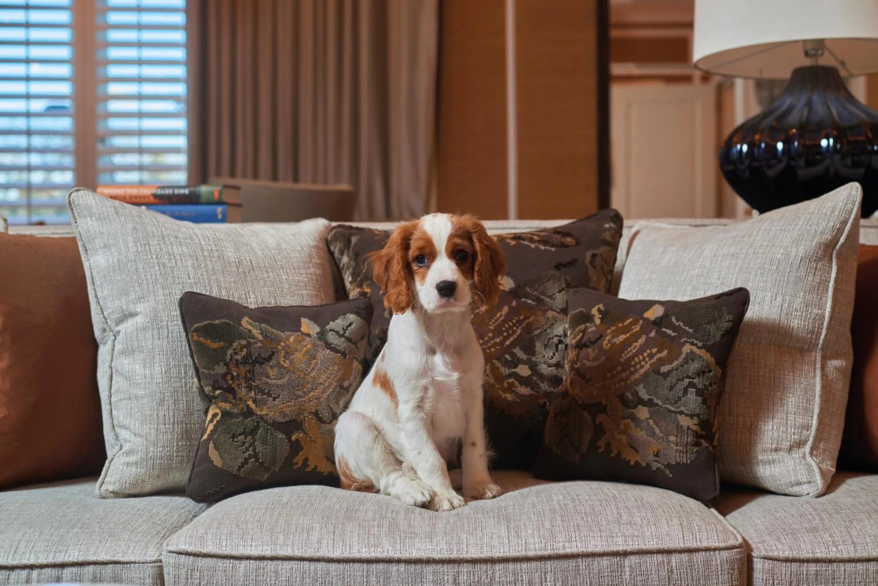 Pets in The Cadogan, A Belmond Hotel, London