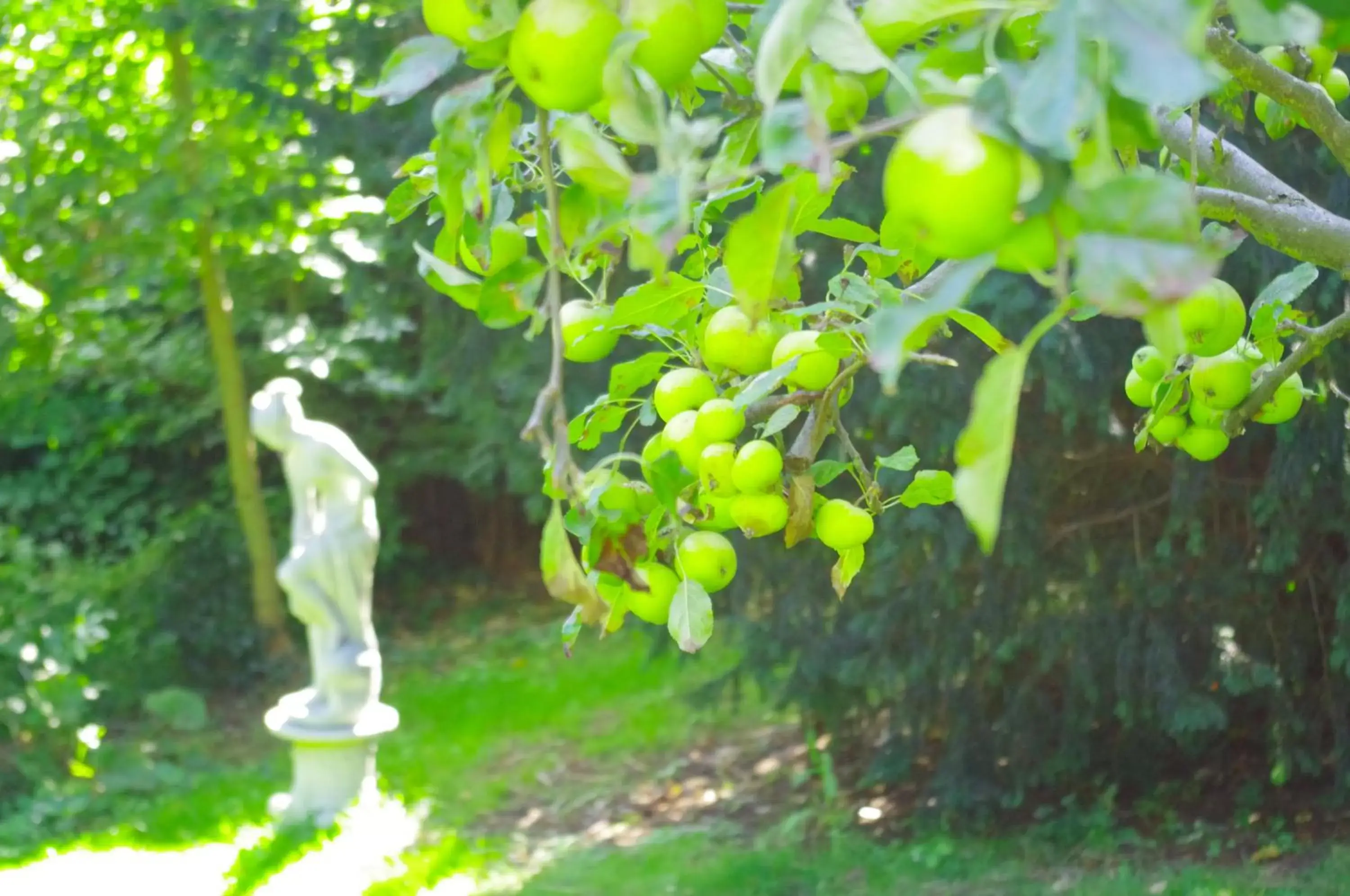 Garden in The Grange B&B