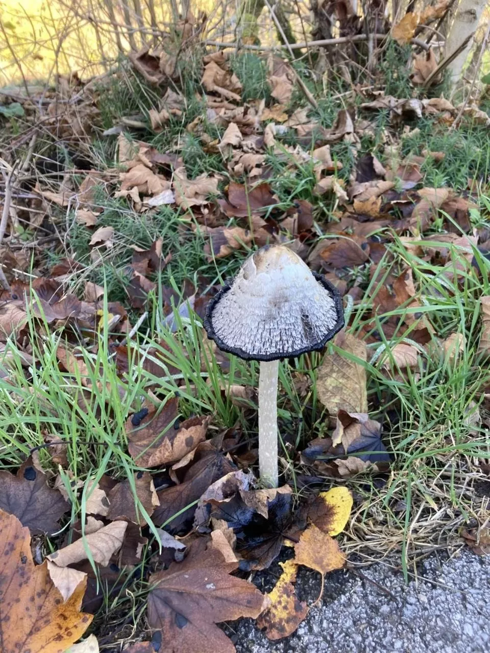 Area and facilities in Bed & Breakfast Weisser Stein