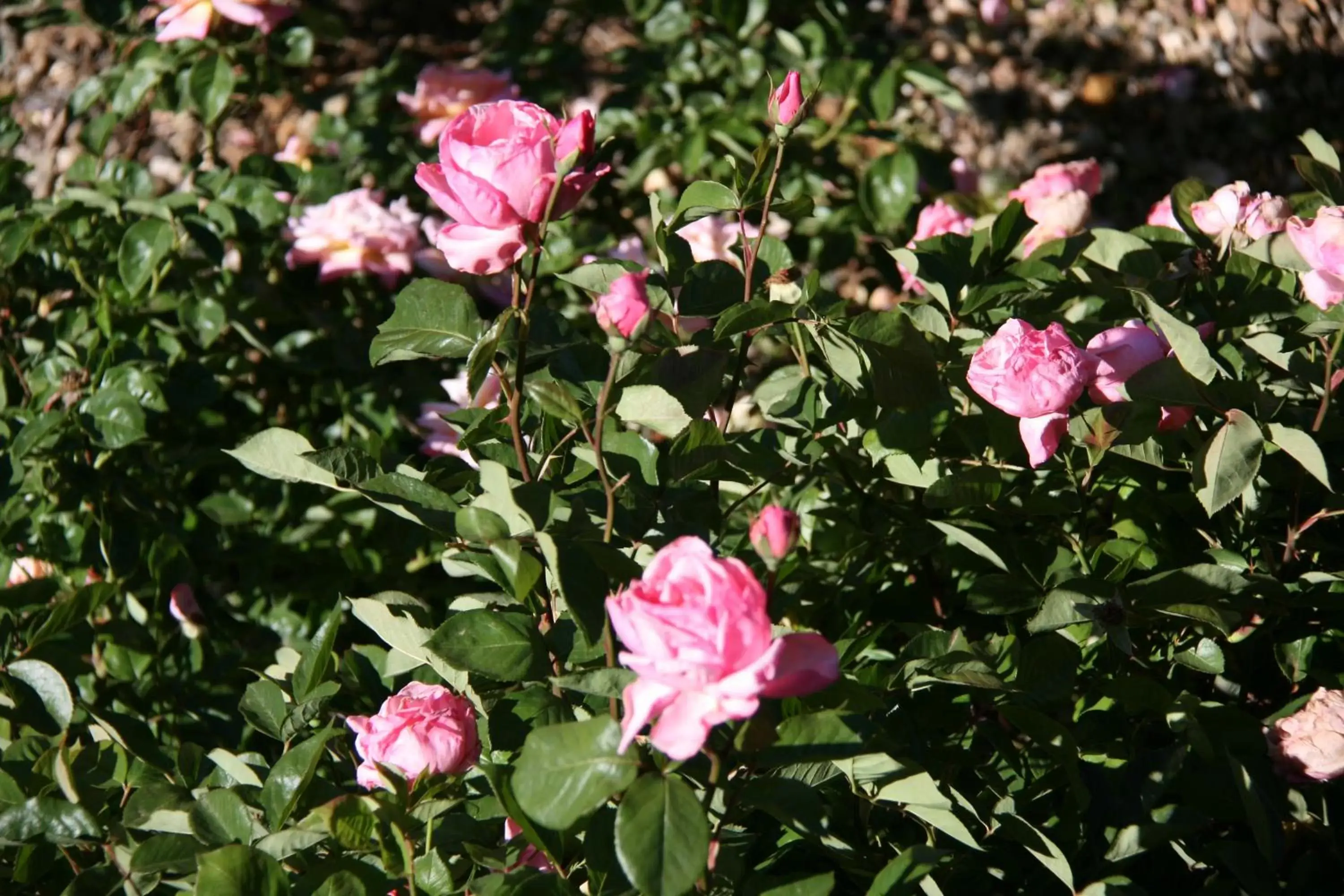 Garden in Jindy Inn