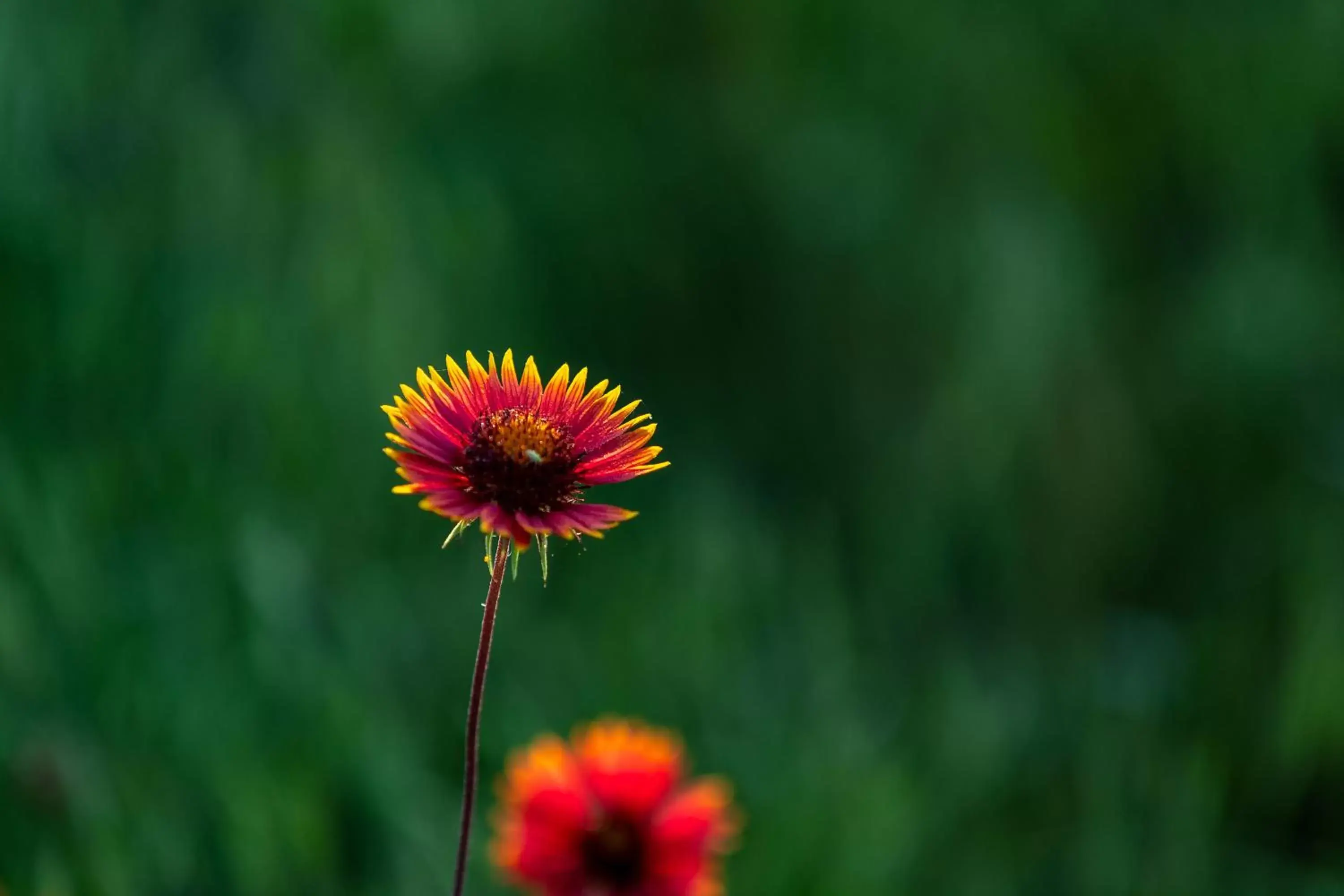 Spring, Other Animals in Wildcatter Ranch and Resort