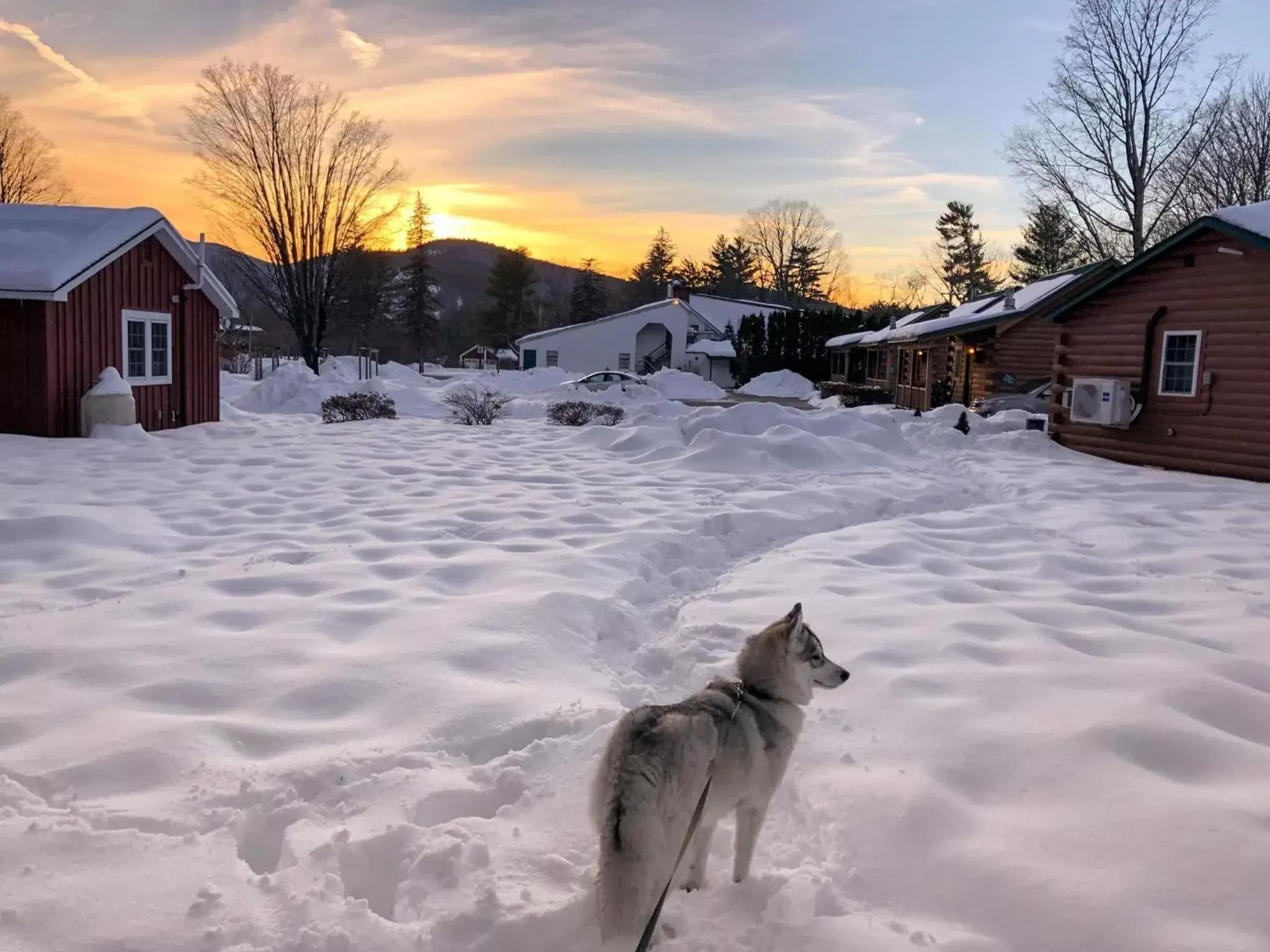 Pets in New England Inn & Lodge