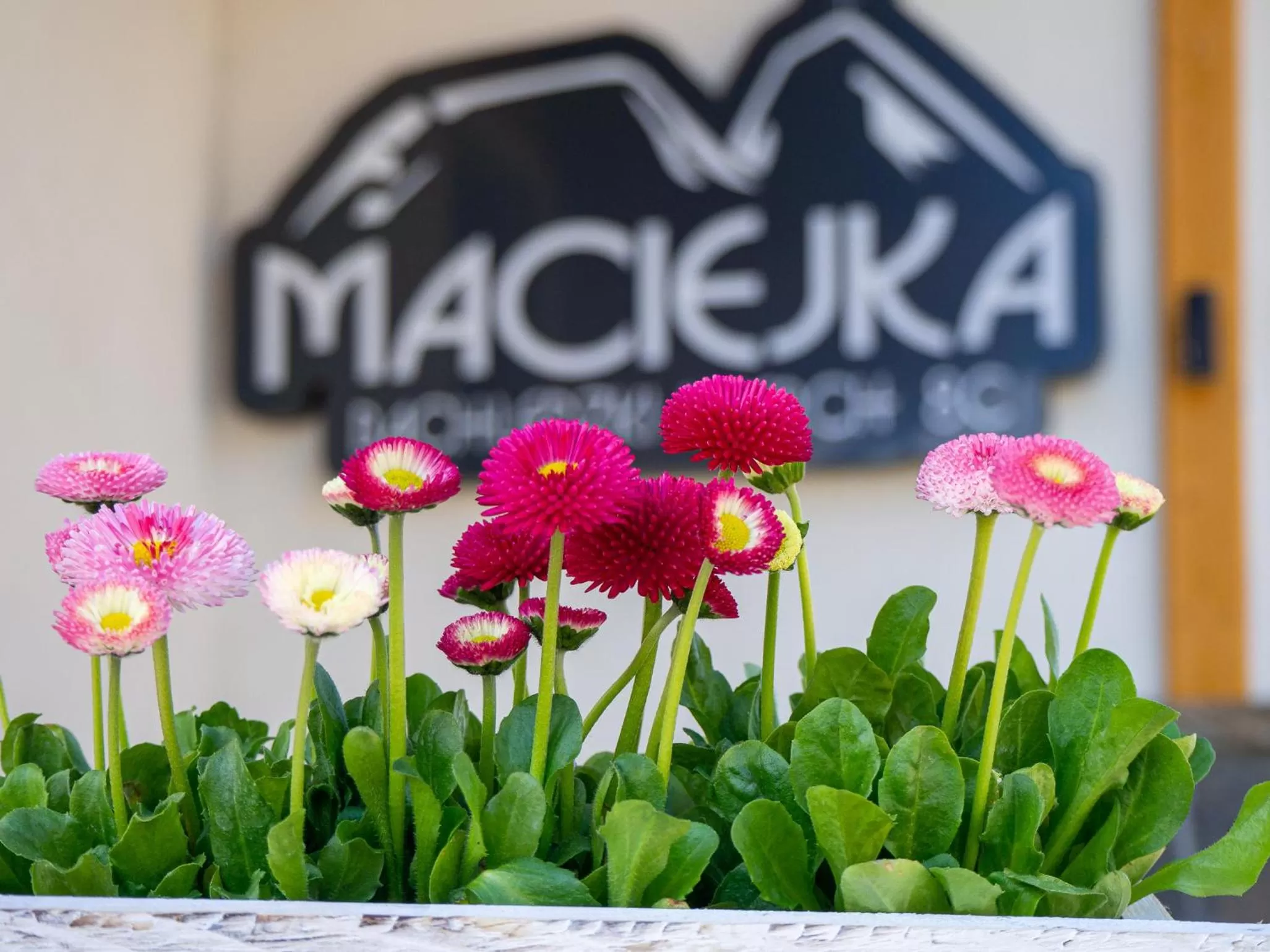 Property logo or sign in Apartamenty Maciejka Odkryj Zakopane