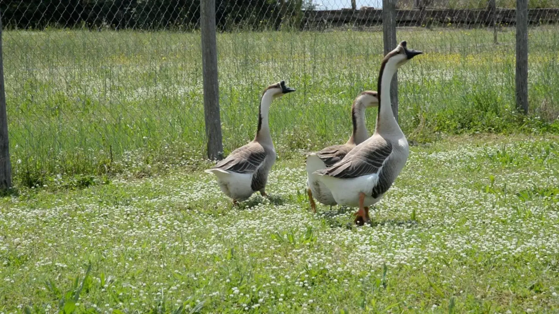 Pets, Other Animals in La collina delle fonti