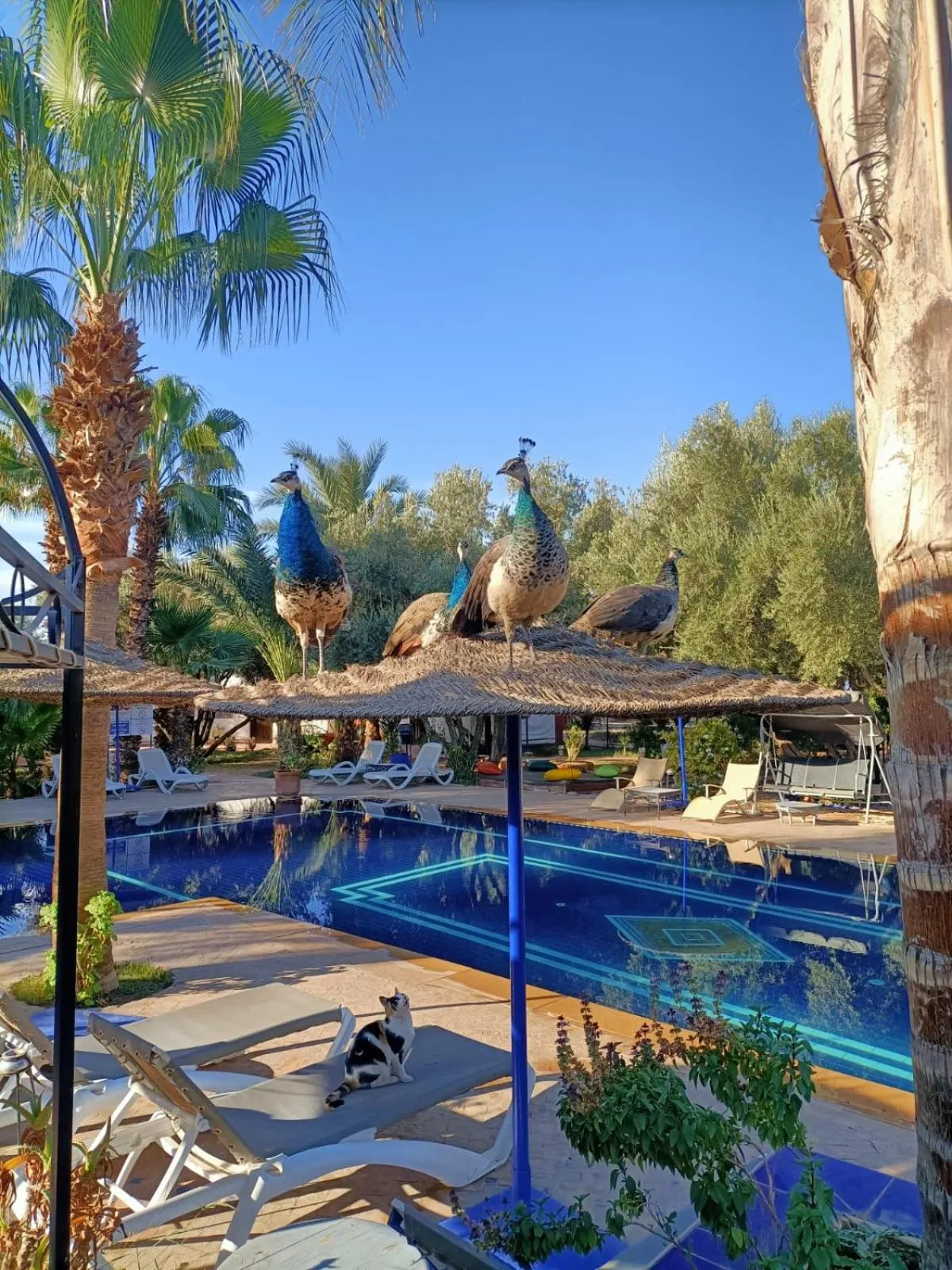 Swimming pool in Le Relais De Marrakech