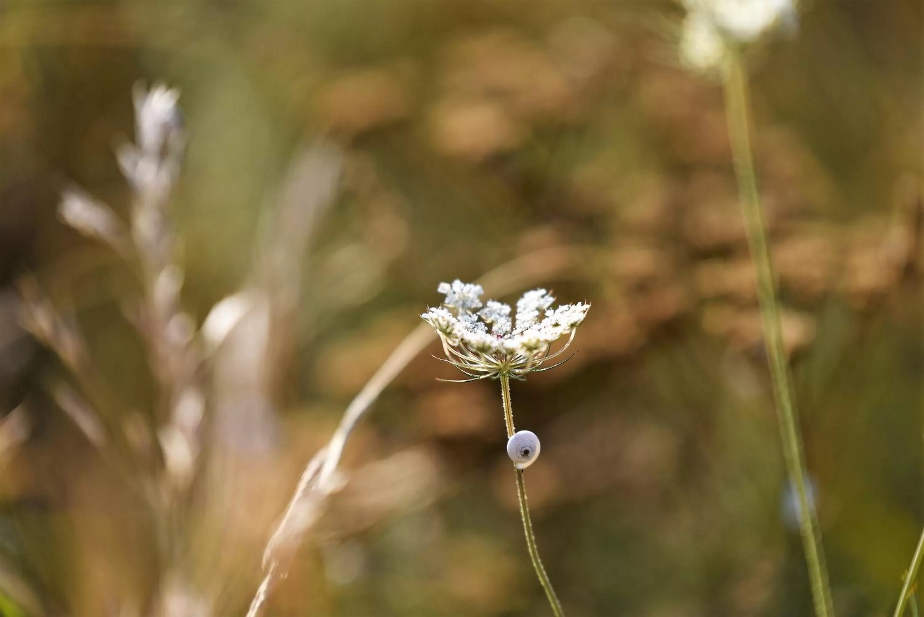Natural landscape in Domaine la Pierre Blanche
