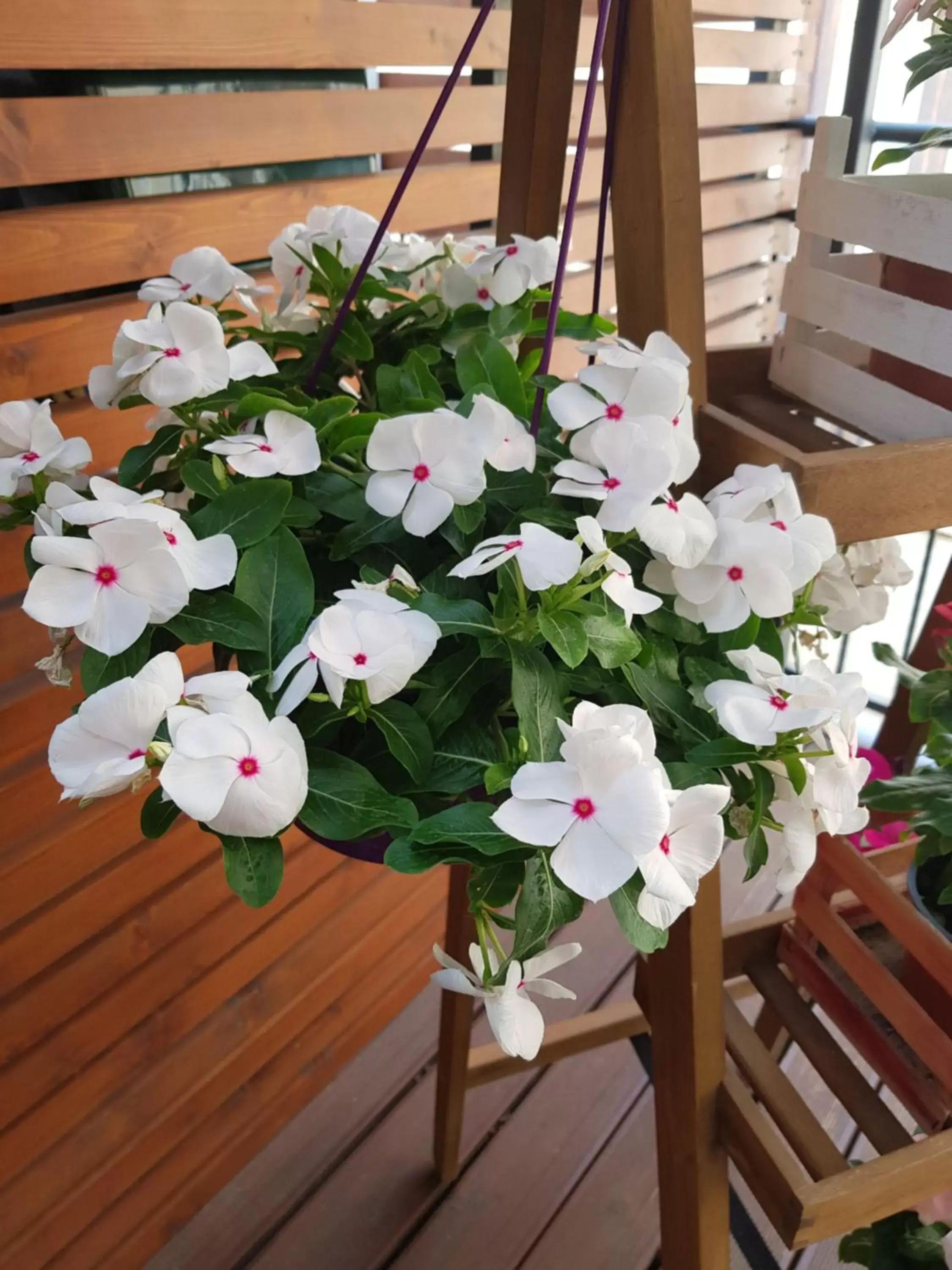 La Terrazza di Carolina