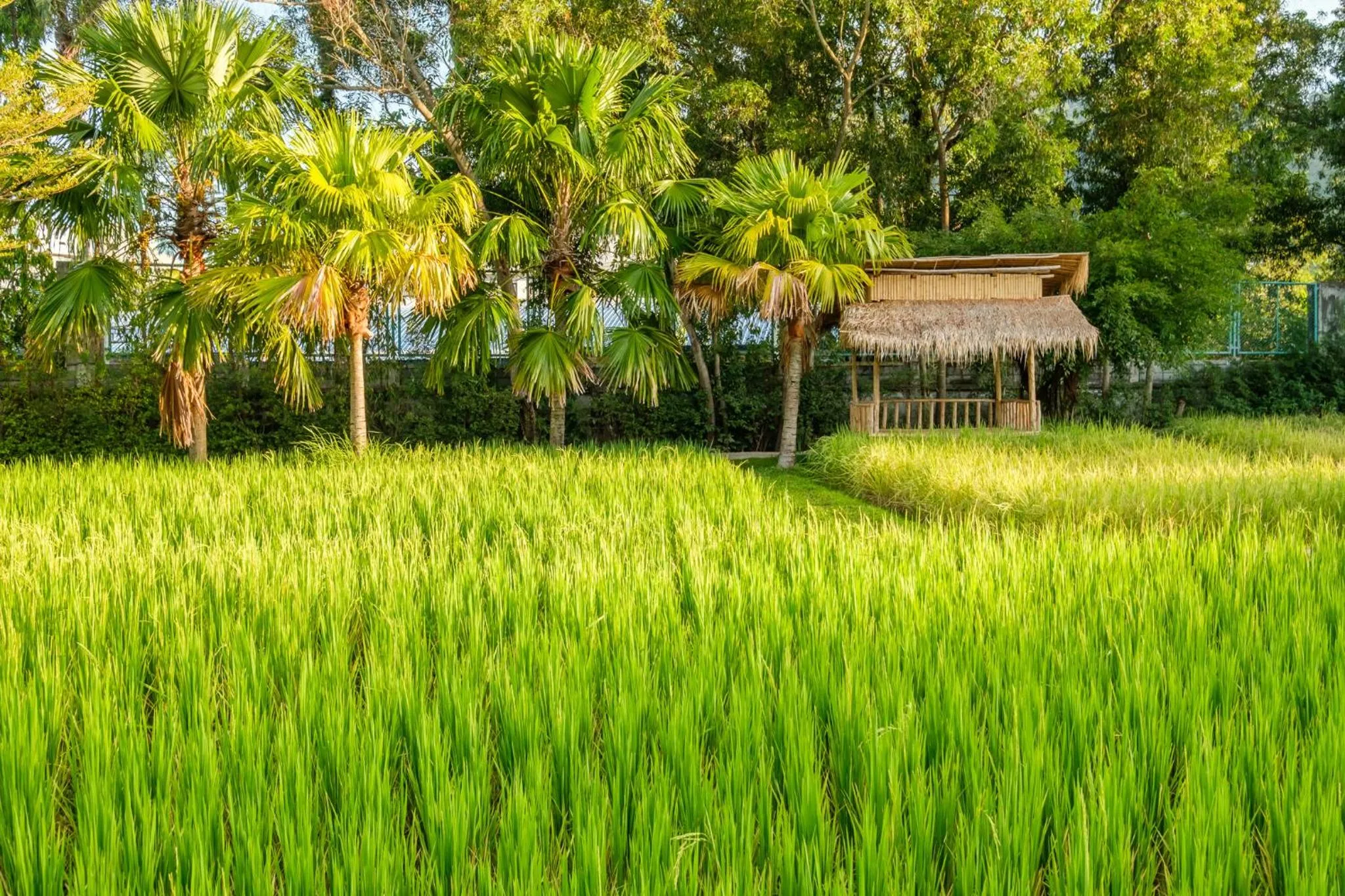 Garden view in Naina Resort & Spa - SHA Extra Plus