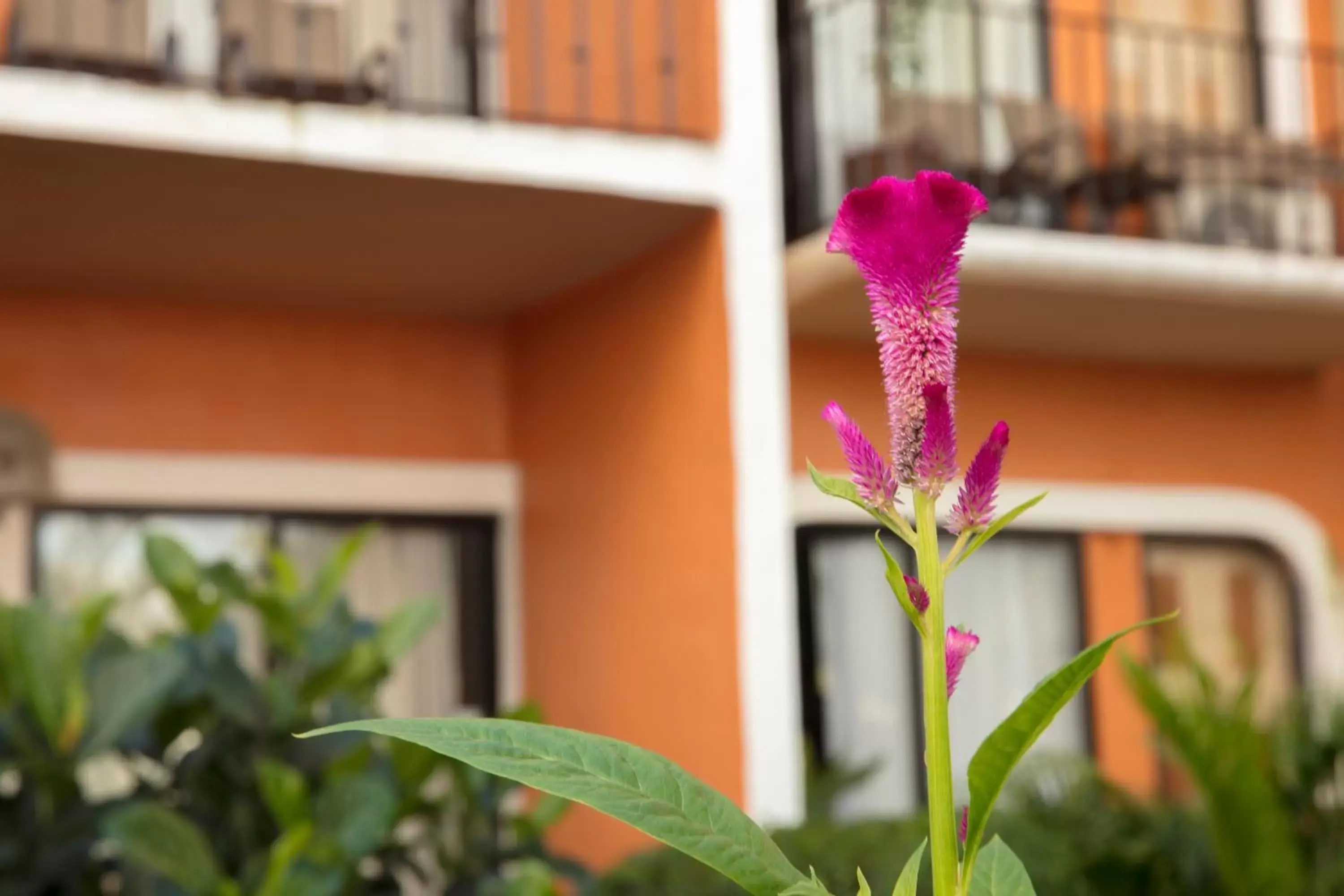 Garden in Flamingo Vallarta Hotel & Marina