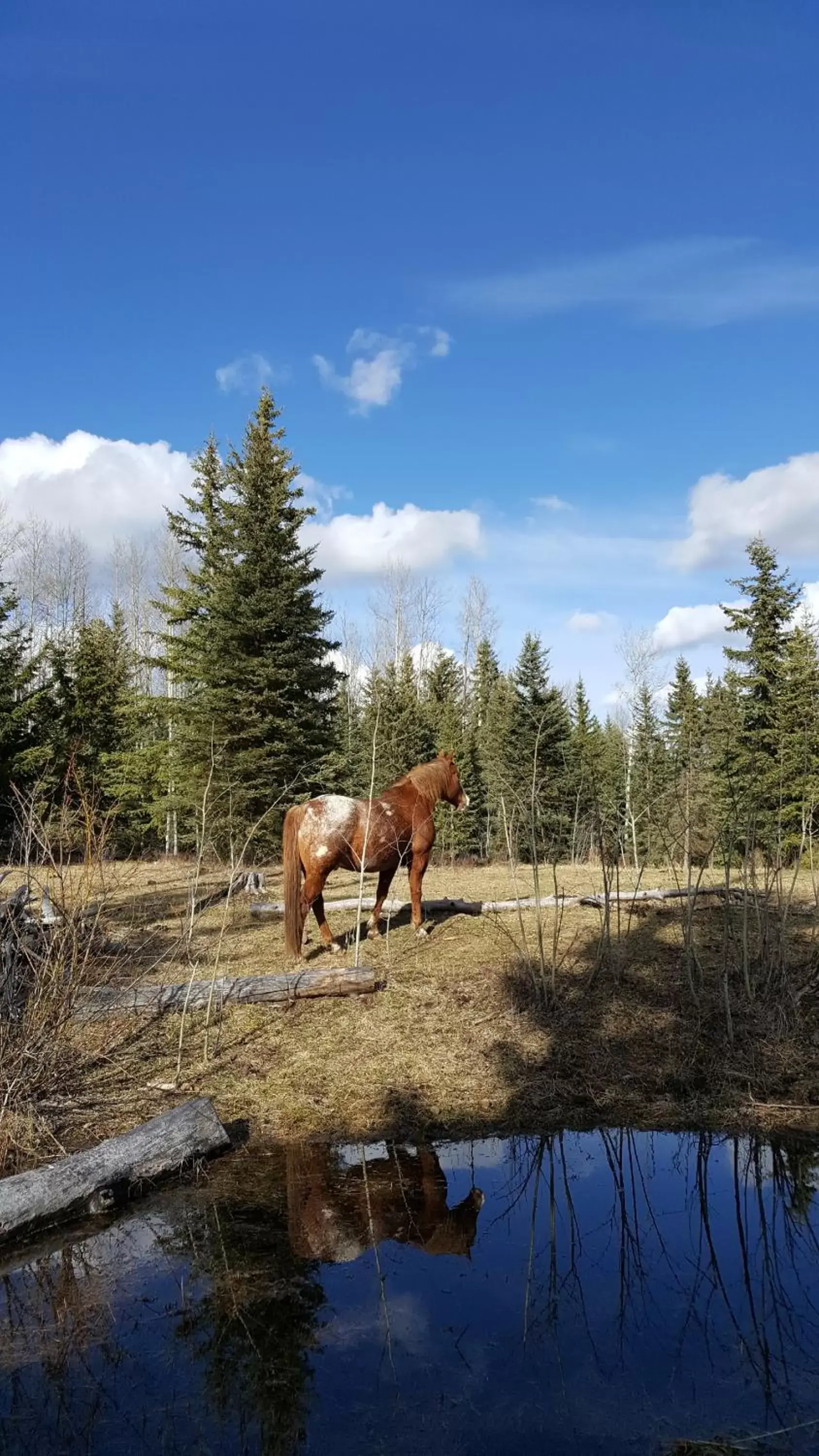 Other Animals in Wettstone Guest Ranch