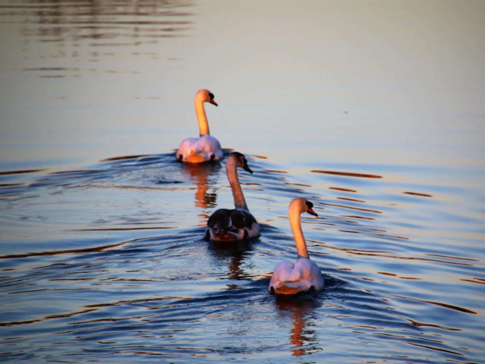 Neighbourhood in Royal Ashton Hotel Neighbourhood in Royal Ashton Hotel