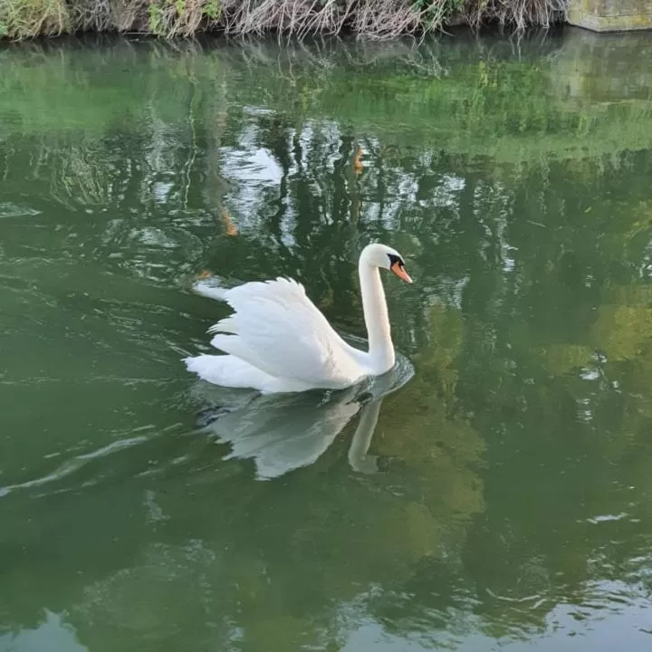 Other Animals in De Vliegende Vlinder