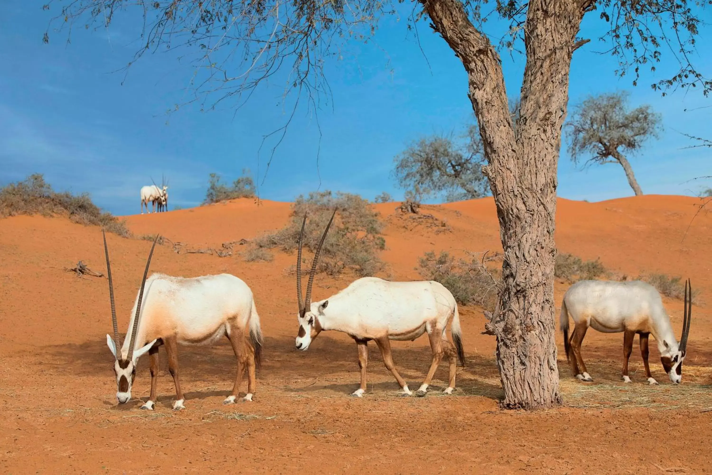 Other, Other Animals in The Ritz-Carlton Ras Al Khaimah, Al Wadi Desert