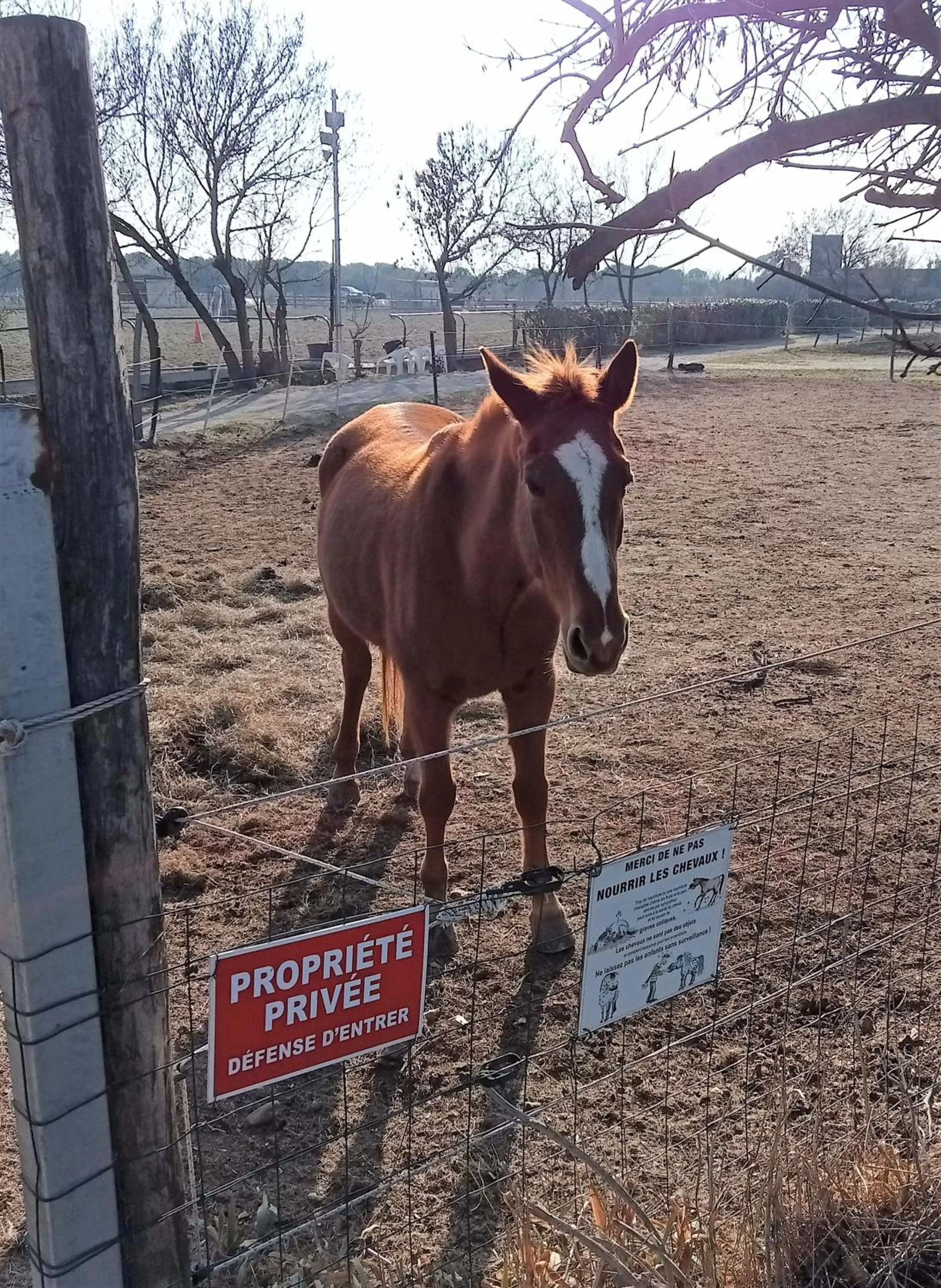 Horse-riding, Other Animals in Mas Palegry côté jardin