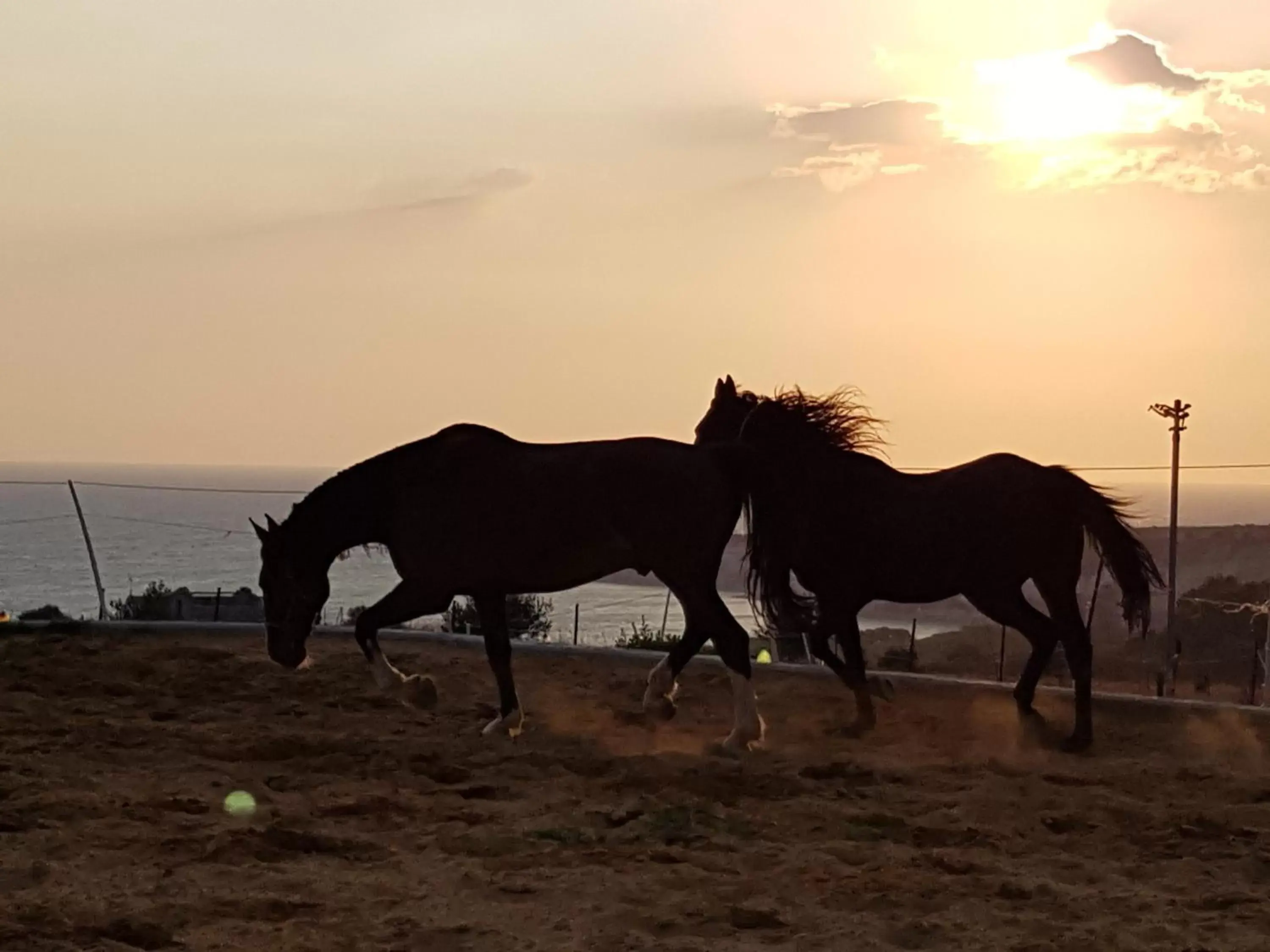 Animals, Other Animals in B&B L'EDEN DI CAPO BIANCO