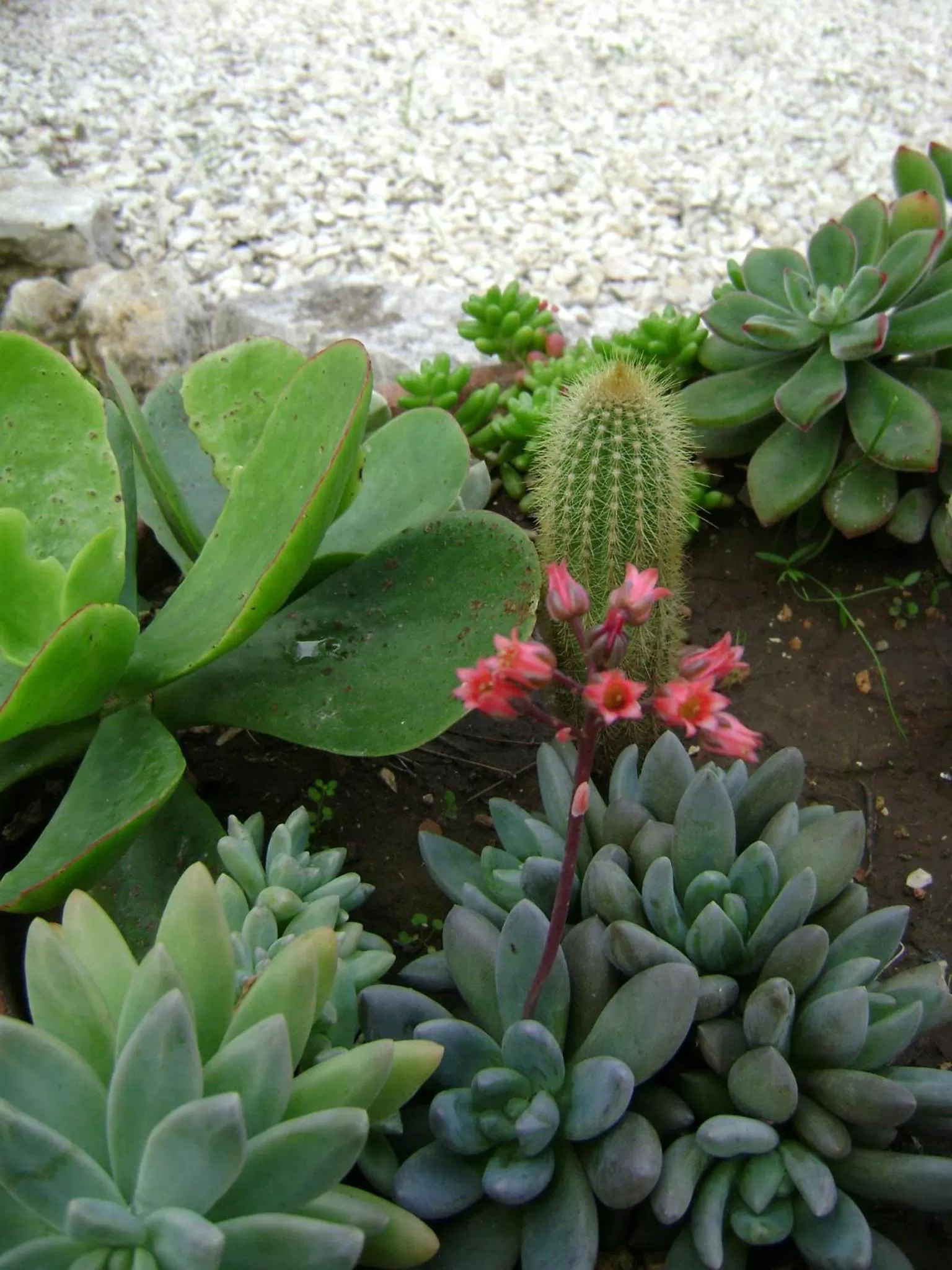 Garden in B&B Villa Mediterranea with parking space