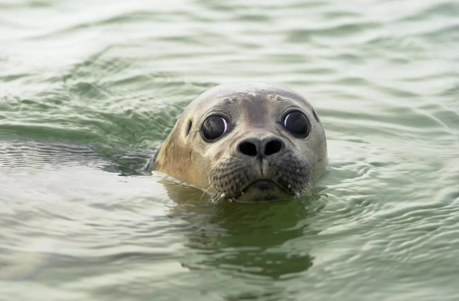 Other, Other Animals in B&B Villa Nieuwland
