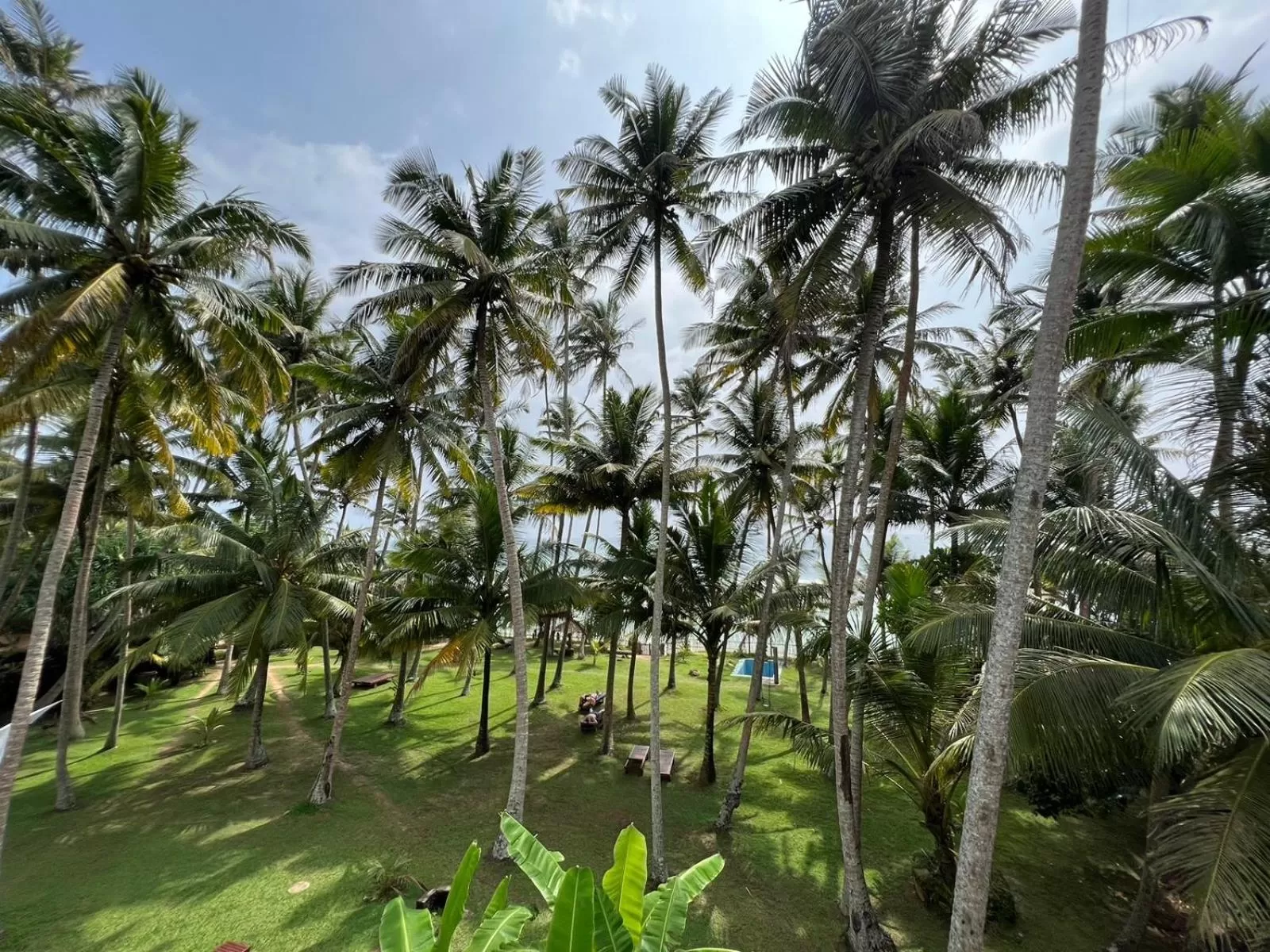 Garden in Galawatta Beach Resort