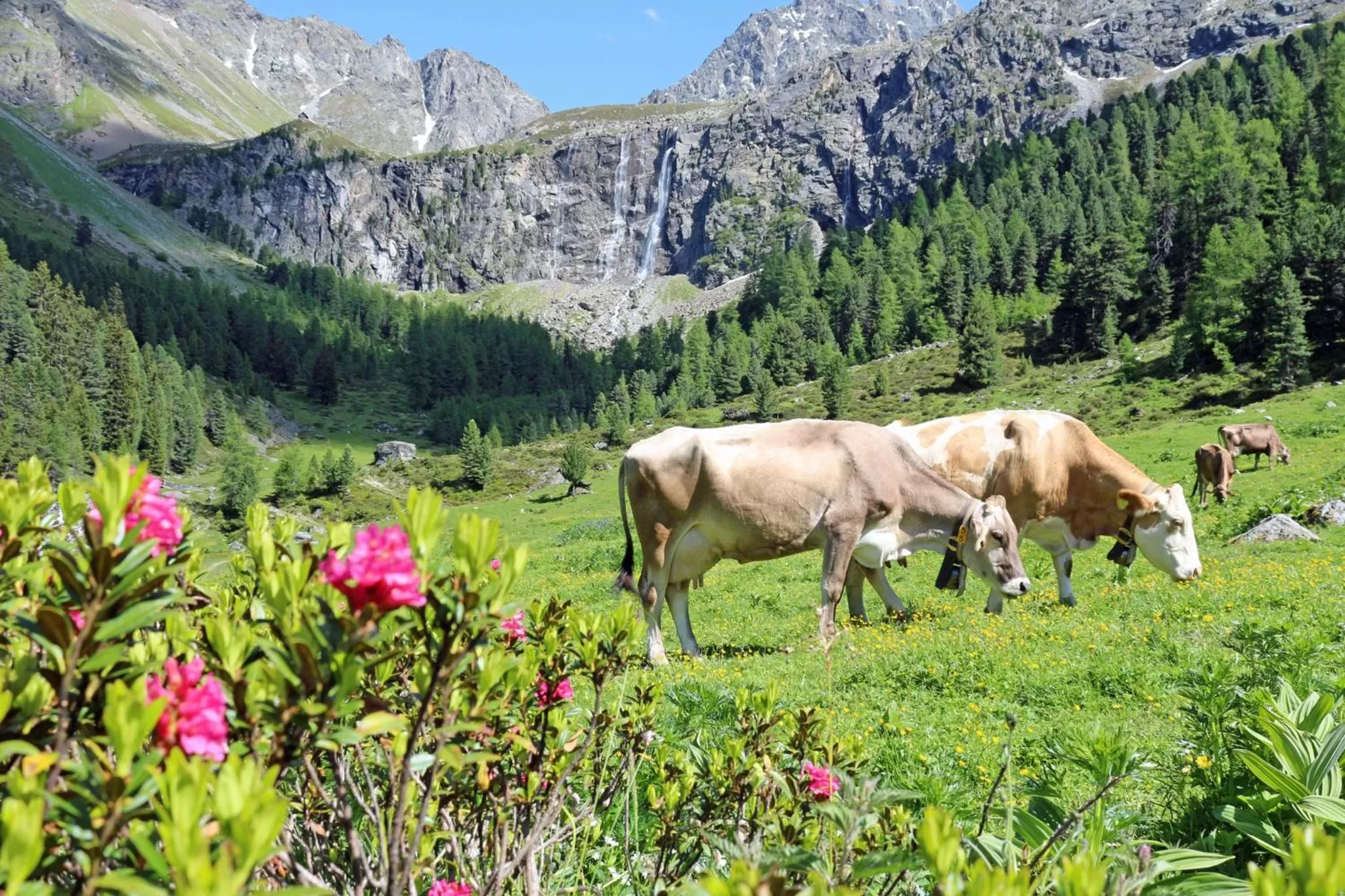 Natural landscape in Pension Fuchs