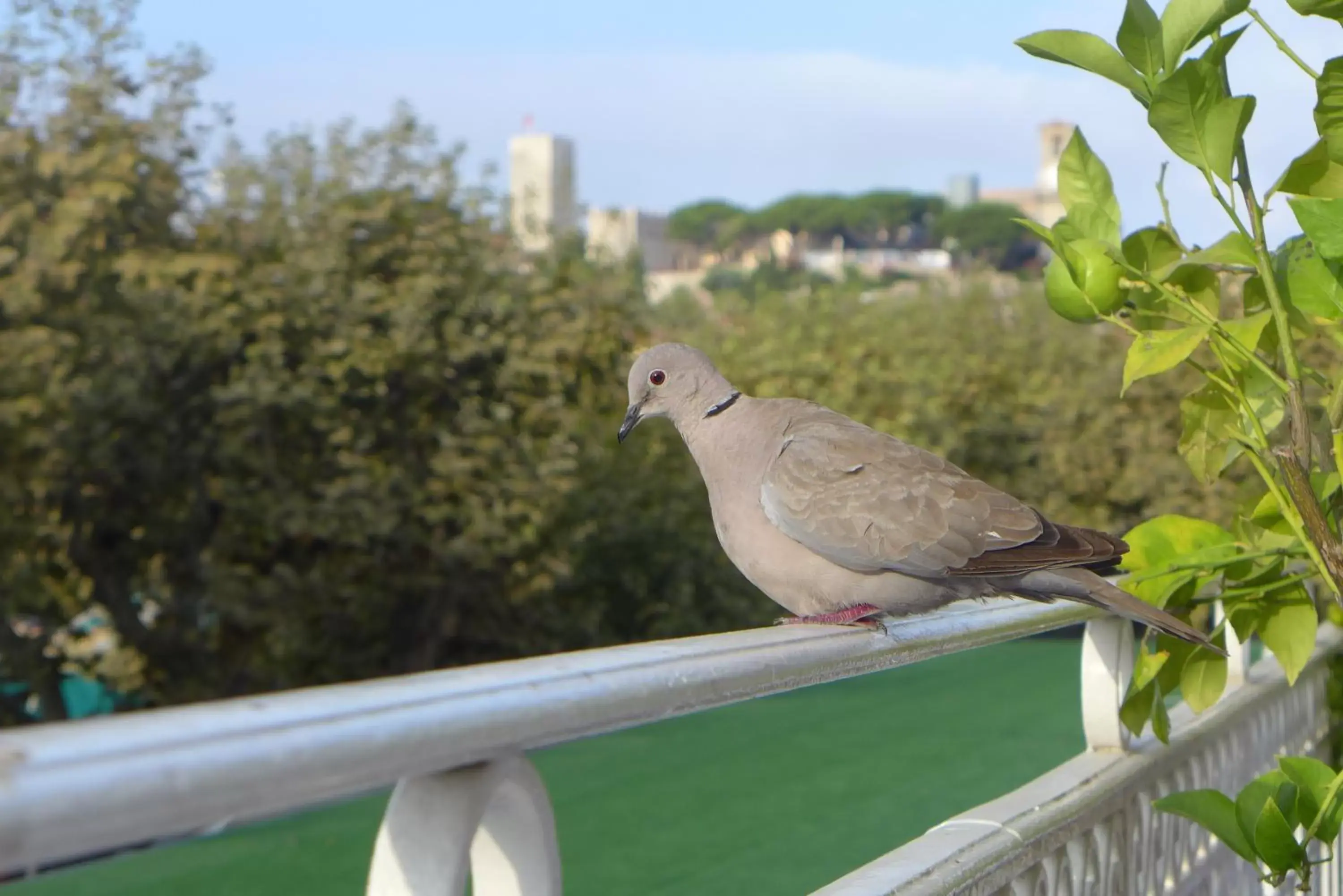 Balcony/Terrace, Other Animals in Hotel Splendid