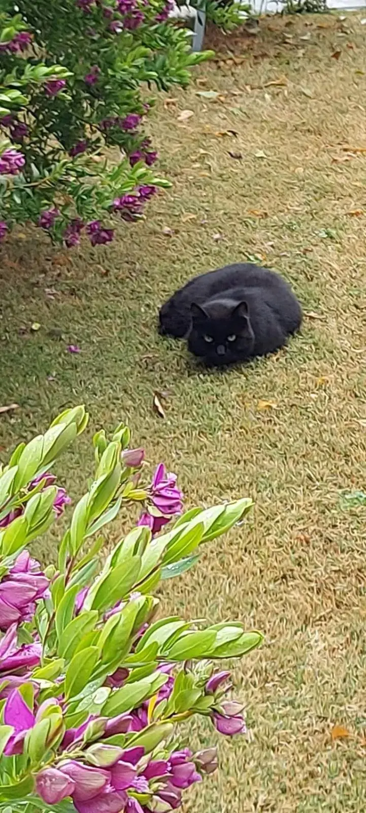 Garden, Other Animals in Hotel Calypso